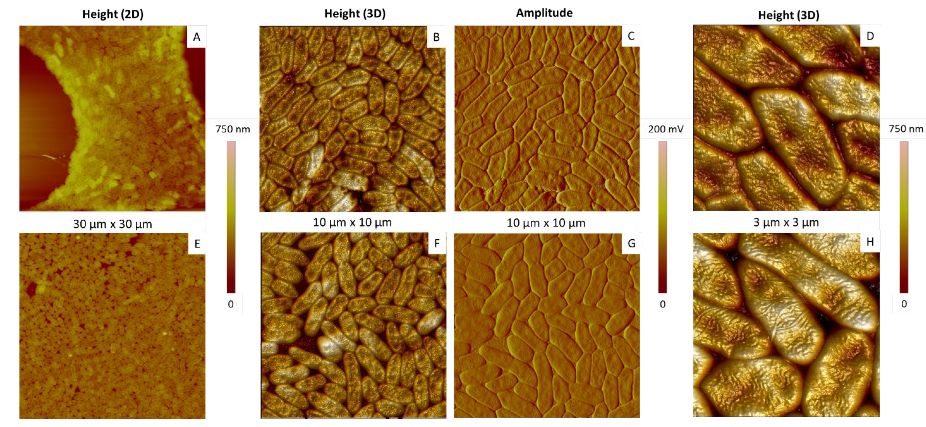 Ijms 23 09579 g002 Ijms 23 09579 g002