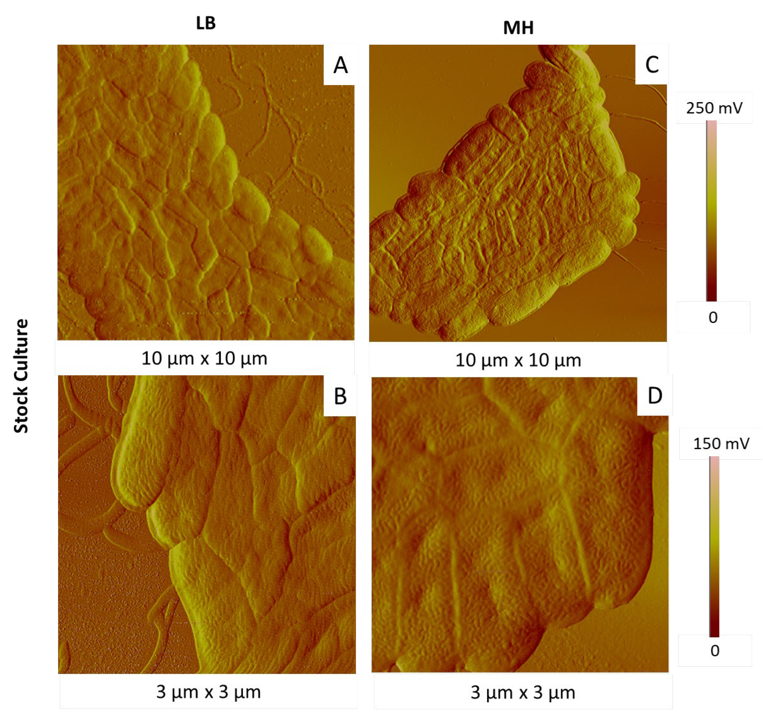 Ijms 23 09579 g008 Ijms 23 09579 g008