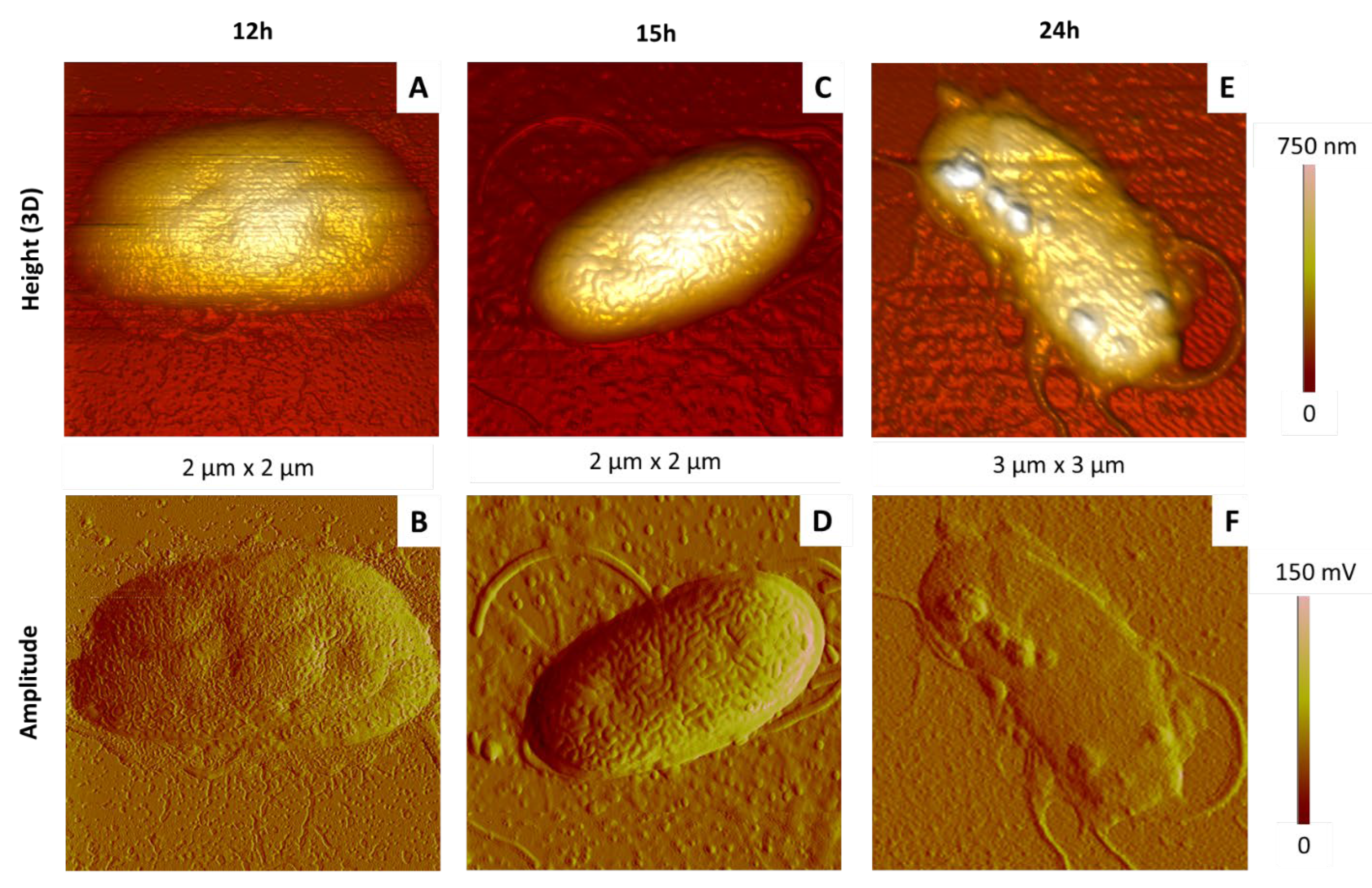 Ijms 23 09579 g012 Ijms 23 09579 g012