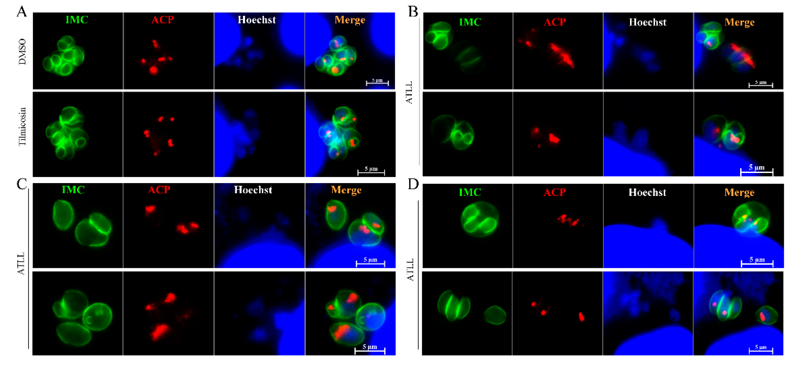 Ijms 23 09586 g006 Ijms 23 09586 g006