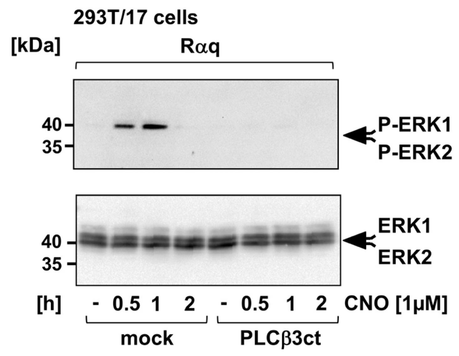 Ijms 23 09590 g002 550