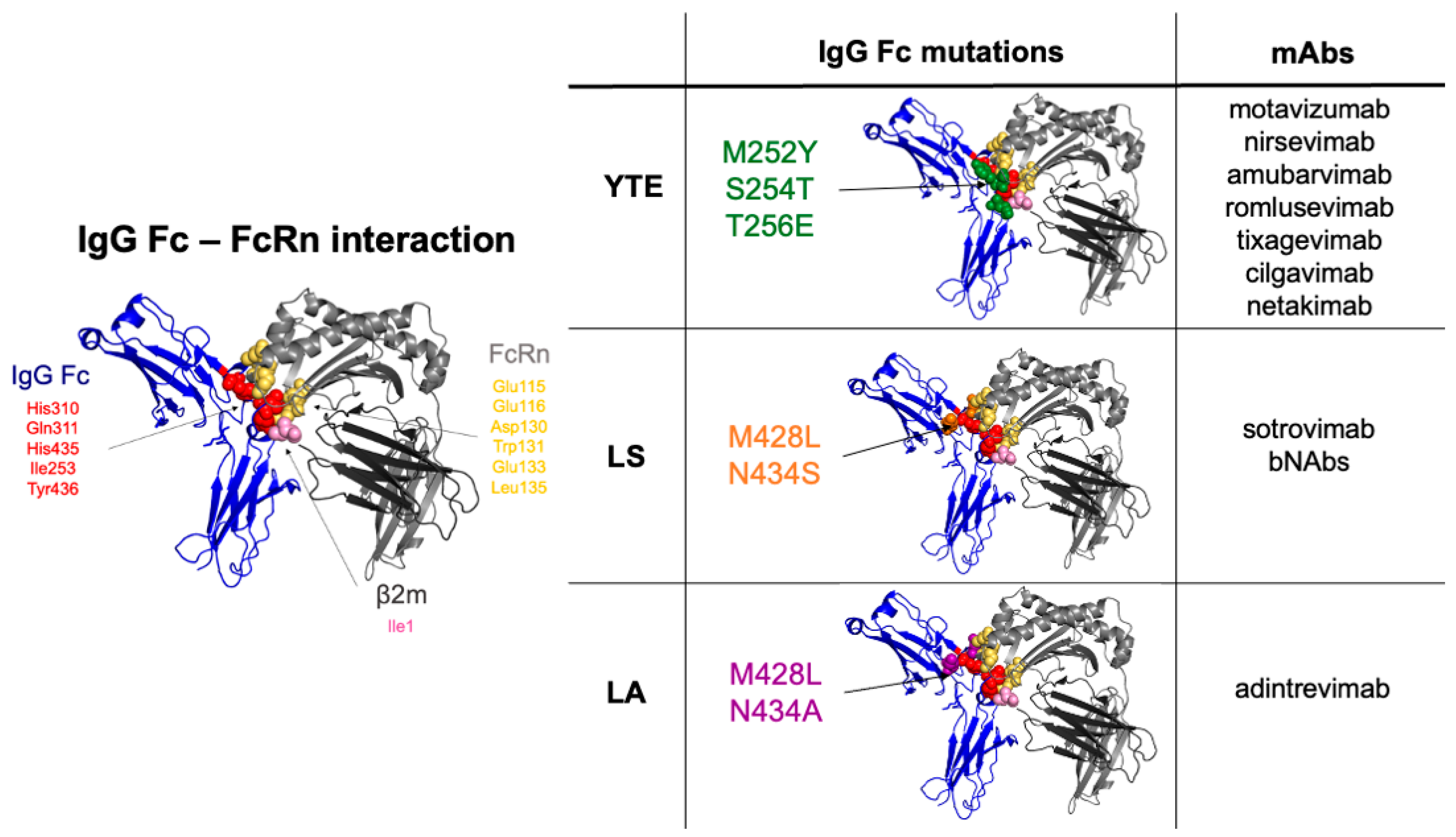IJMS Free FullText Monoclonal Antibody Engineering and Design to