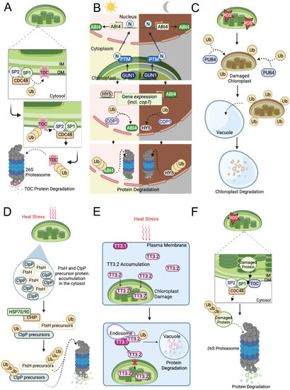The Role of E3 Ubiquitin Ligases in Chloroplast Function