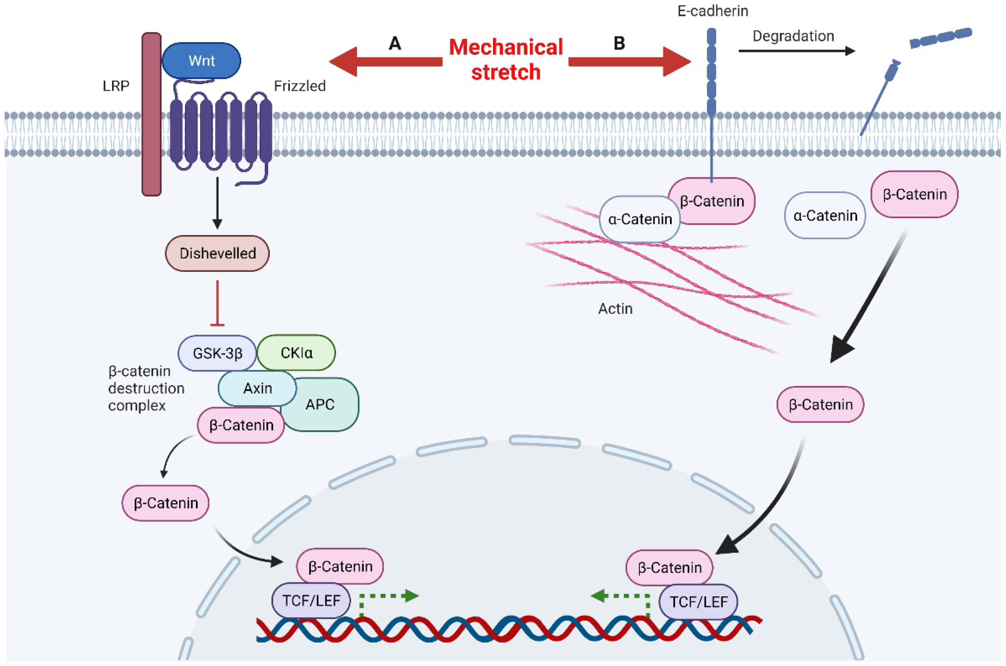 Ijms 23 09622 g002 550