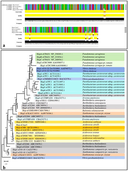 Ijms Free Full Text Hcp Of The Type Vi Secretion System T6ss In Acidovorax Citrulli Group Ii Strain c5 Has A Dual Role As A Core Structural Protein And An Effector