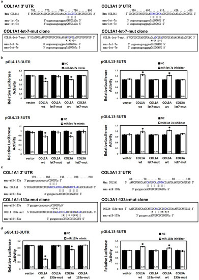 MicroRNA Let-7a, -7e and -133a Attenuate Hypoxia-Induced Atrial ...