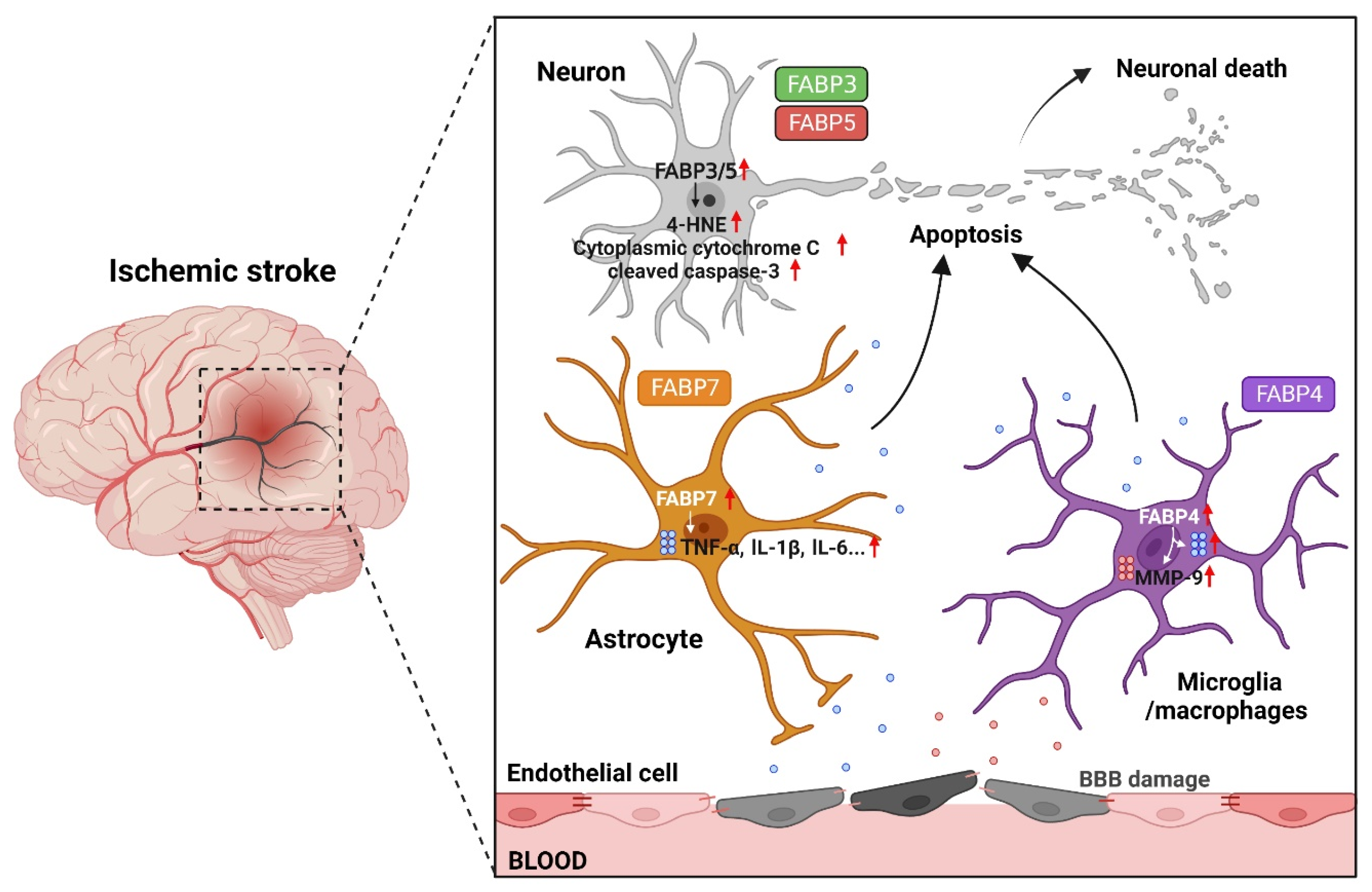 Ijms 23 09648 g002 550