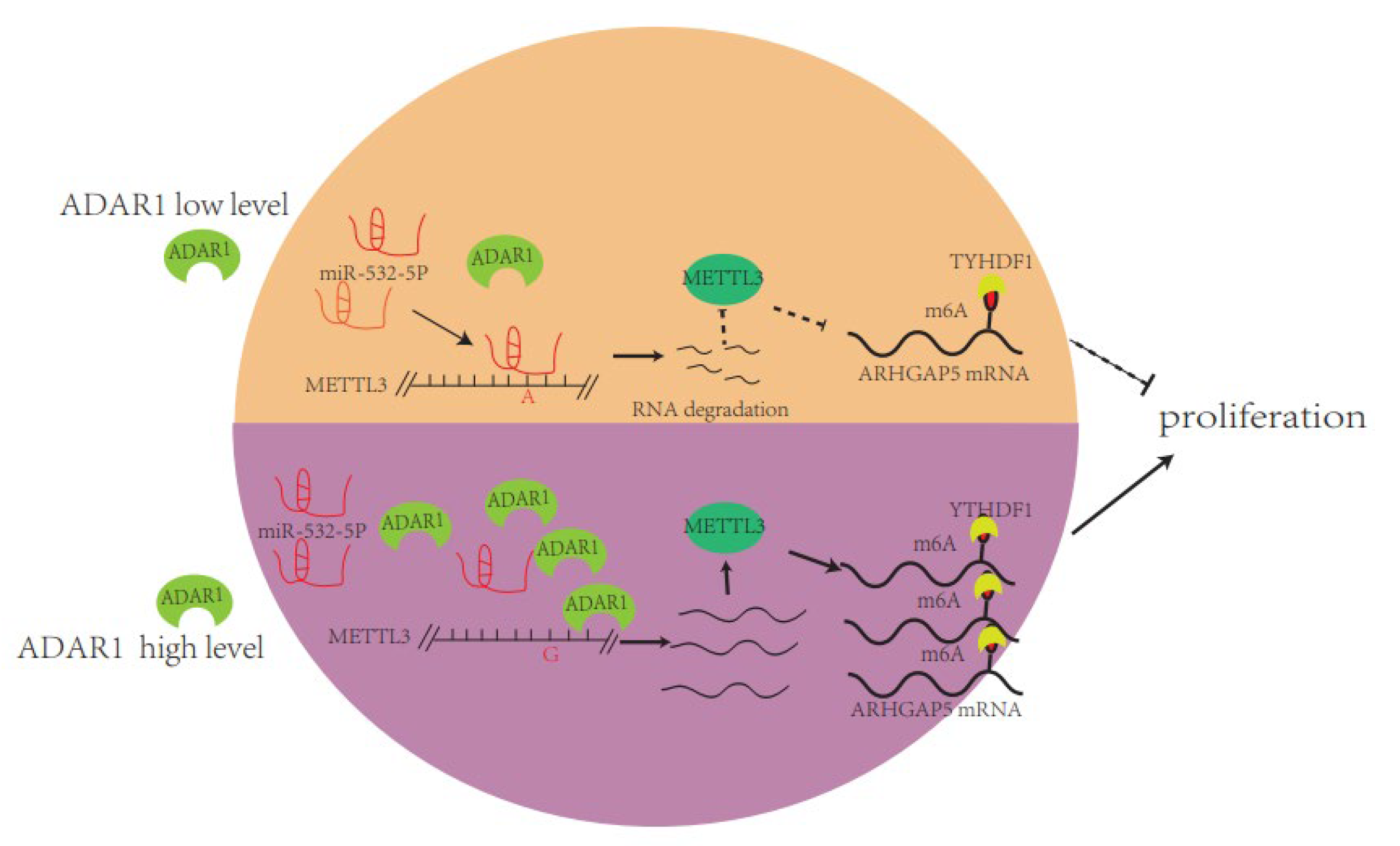 Ijms 23 09656 g008 550