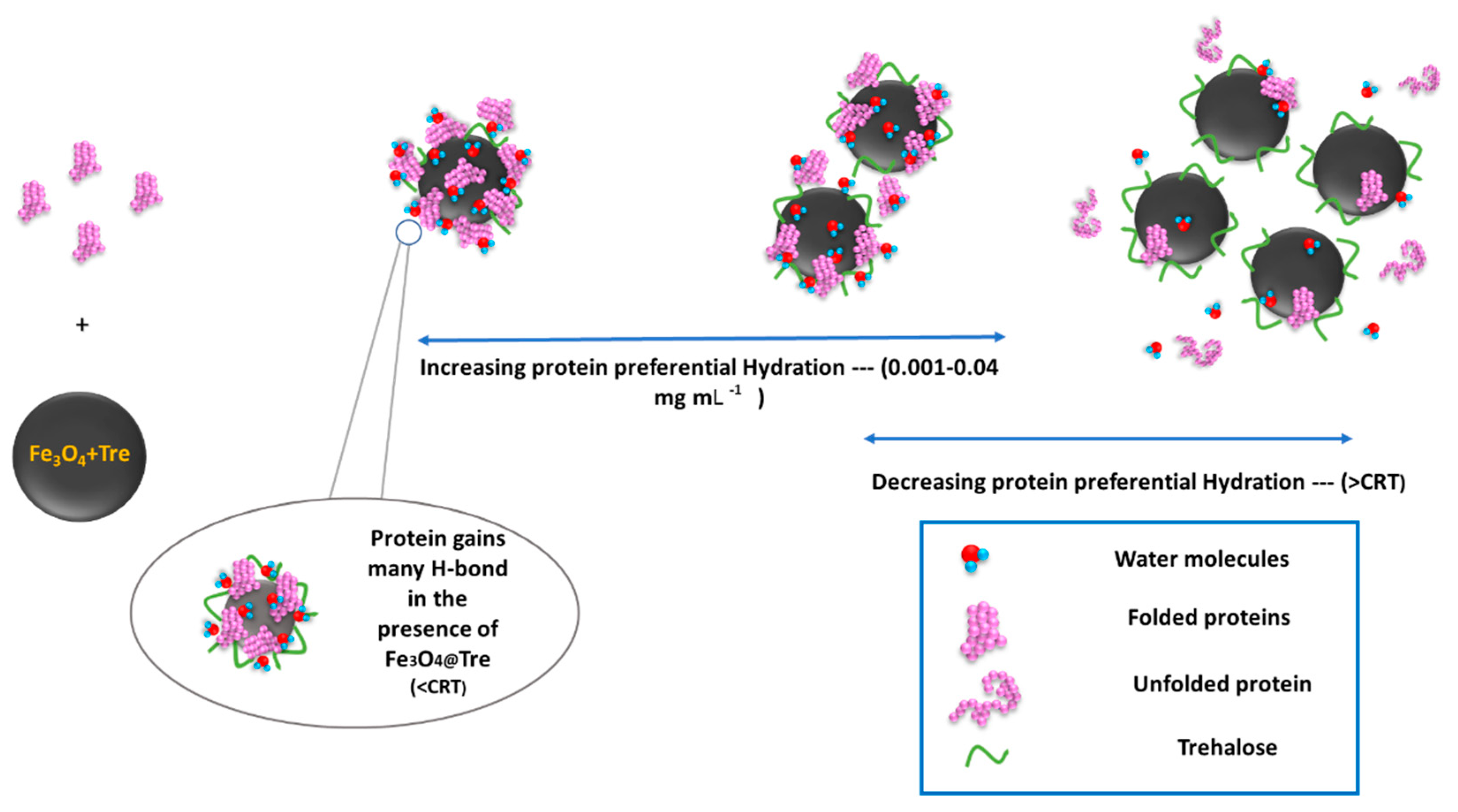 Ijms 23 09657 g009 550