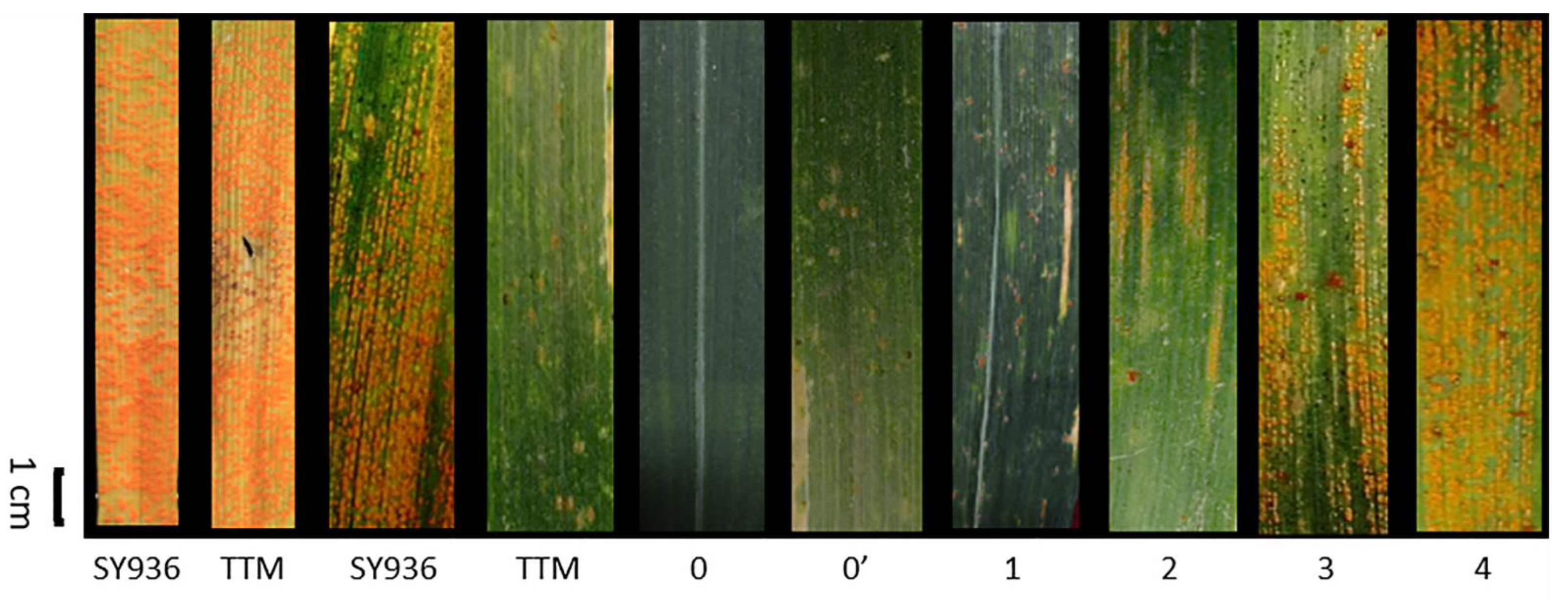 BED-domain-containing immune receptors confer diverse resistance spectra to  yellow rust