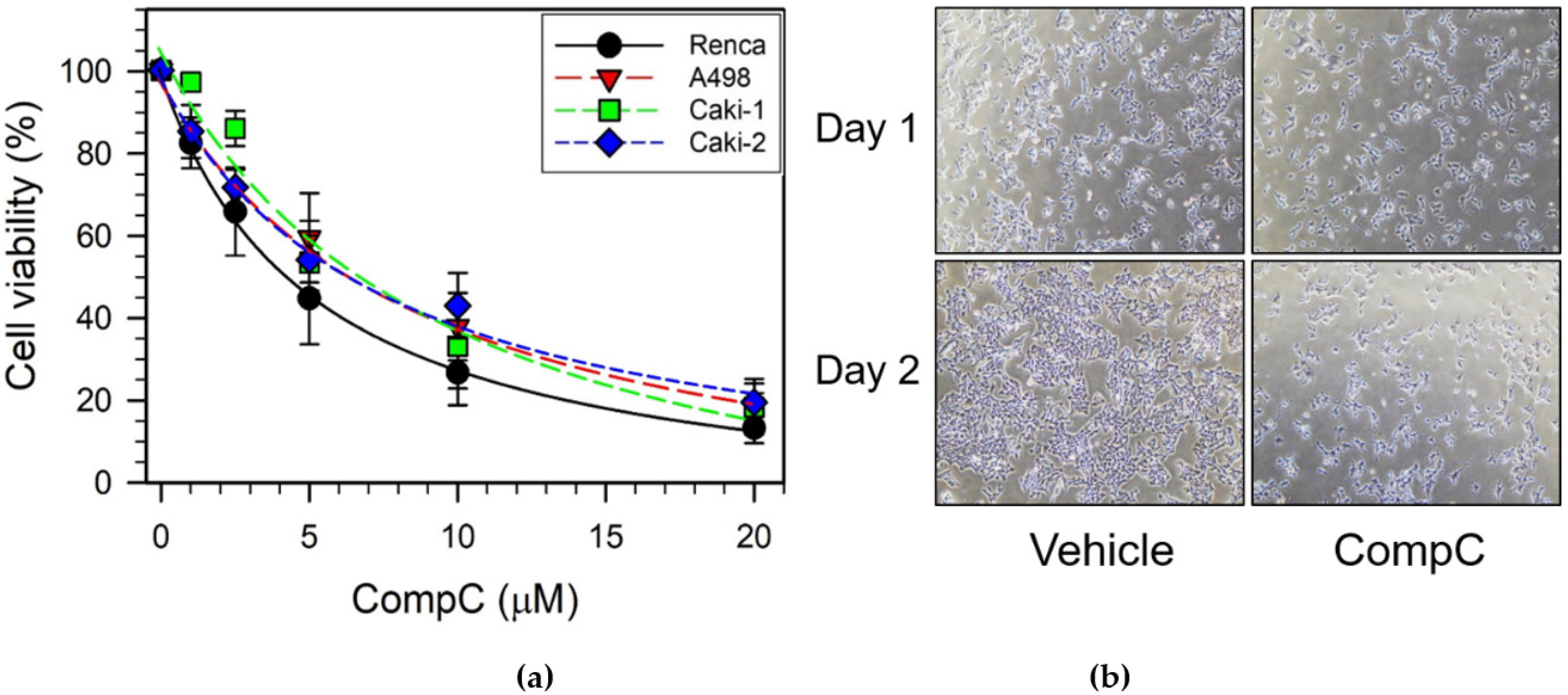 Ijms 23 09675 g001 Ijms 23 09675 g001