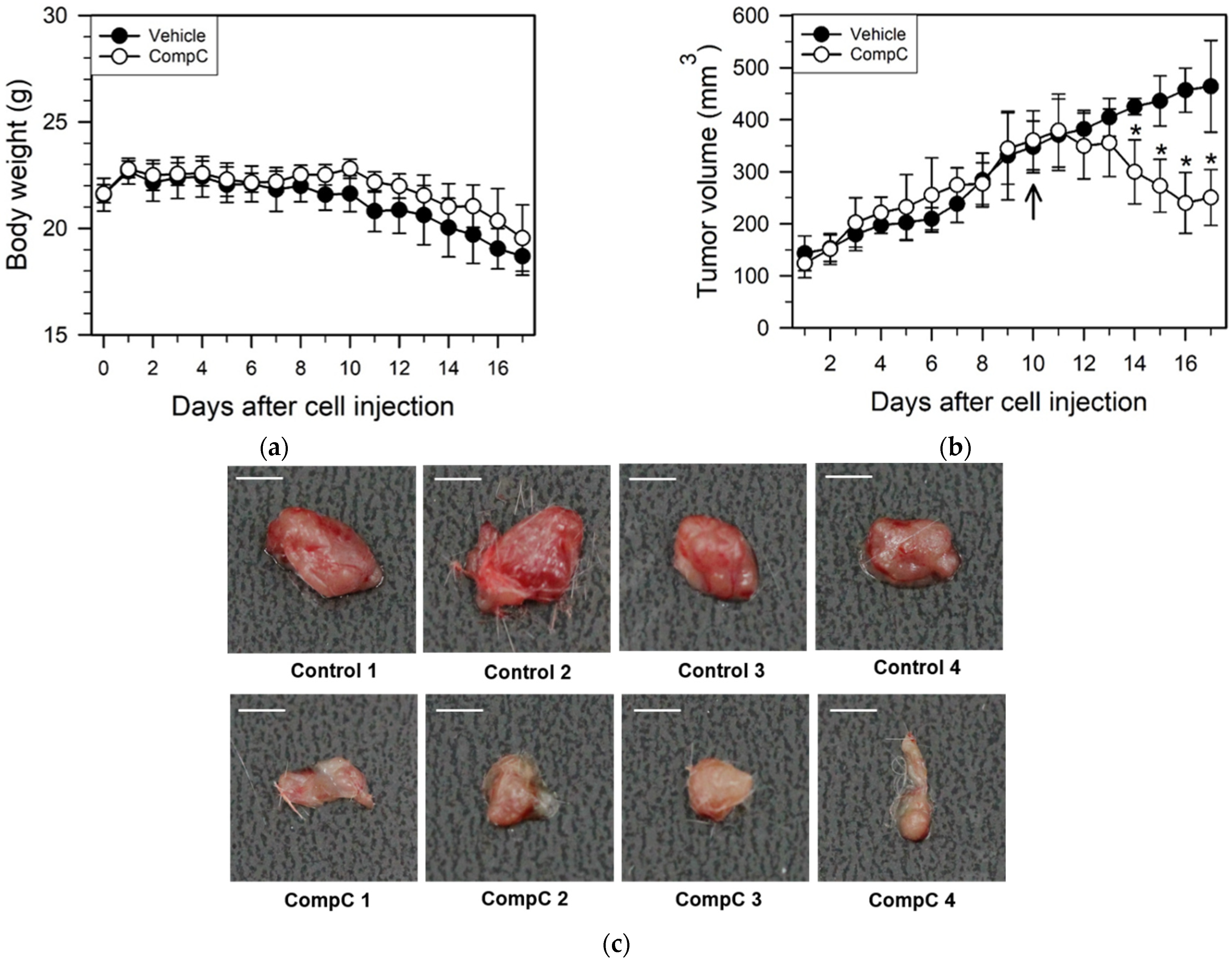 Ijms 23 09675 g008 Ijms 23 09675 g008