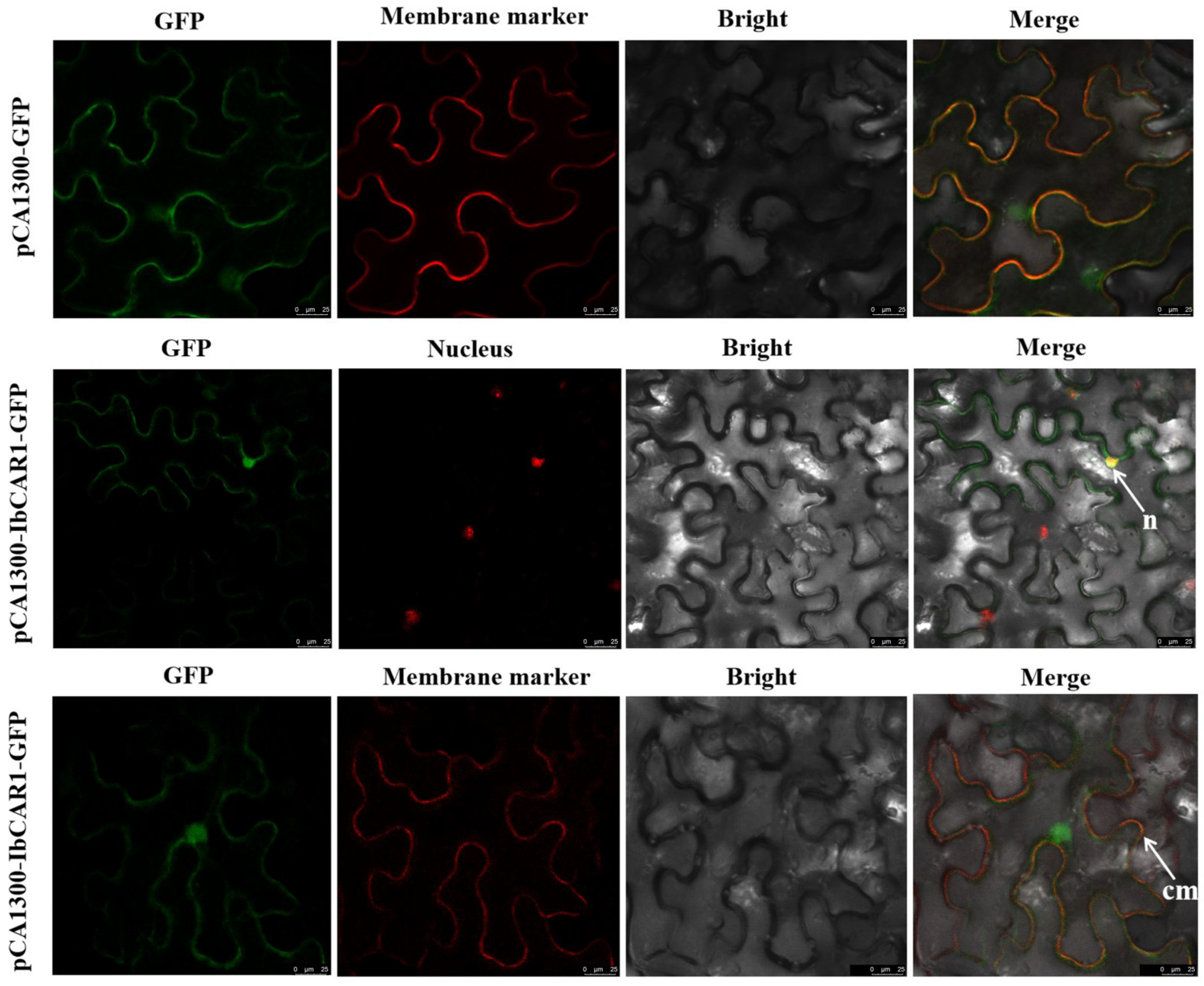 Ijms 23 09680 g003 550