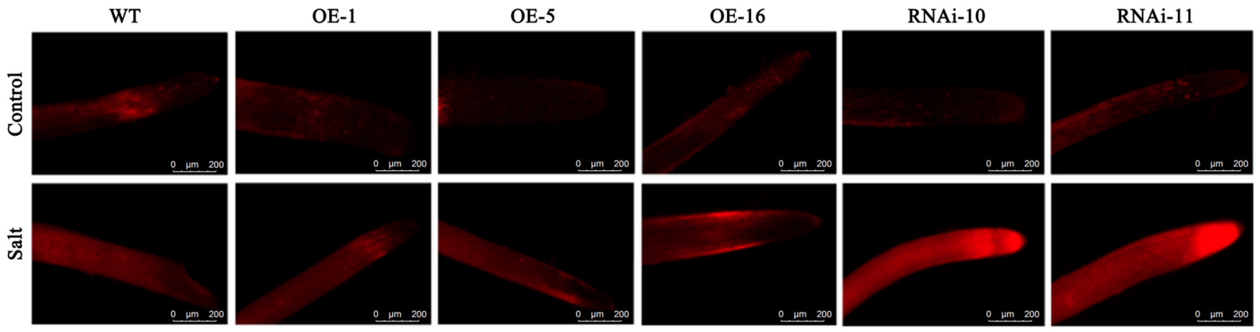 Ijms 23 09680 g004 550