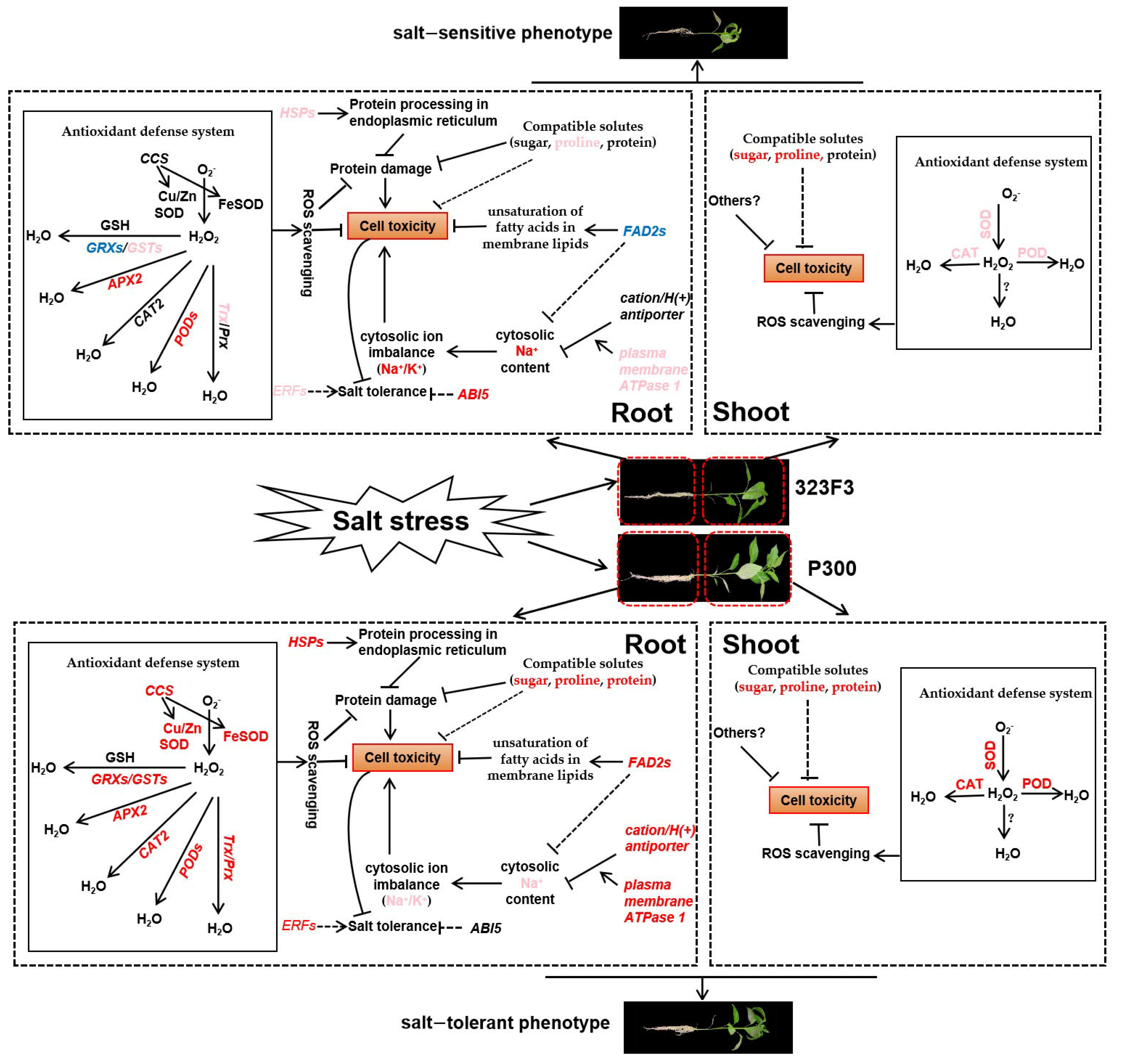 Ijms 23 09701 g011 550