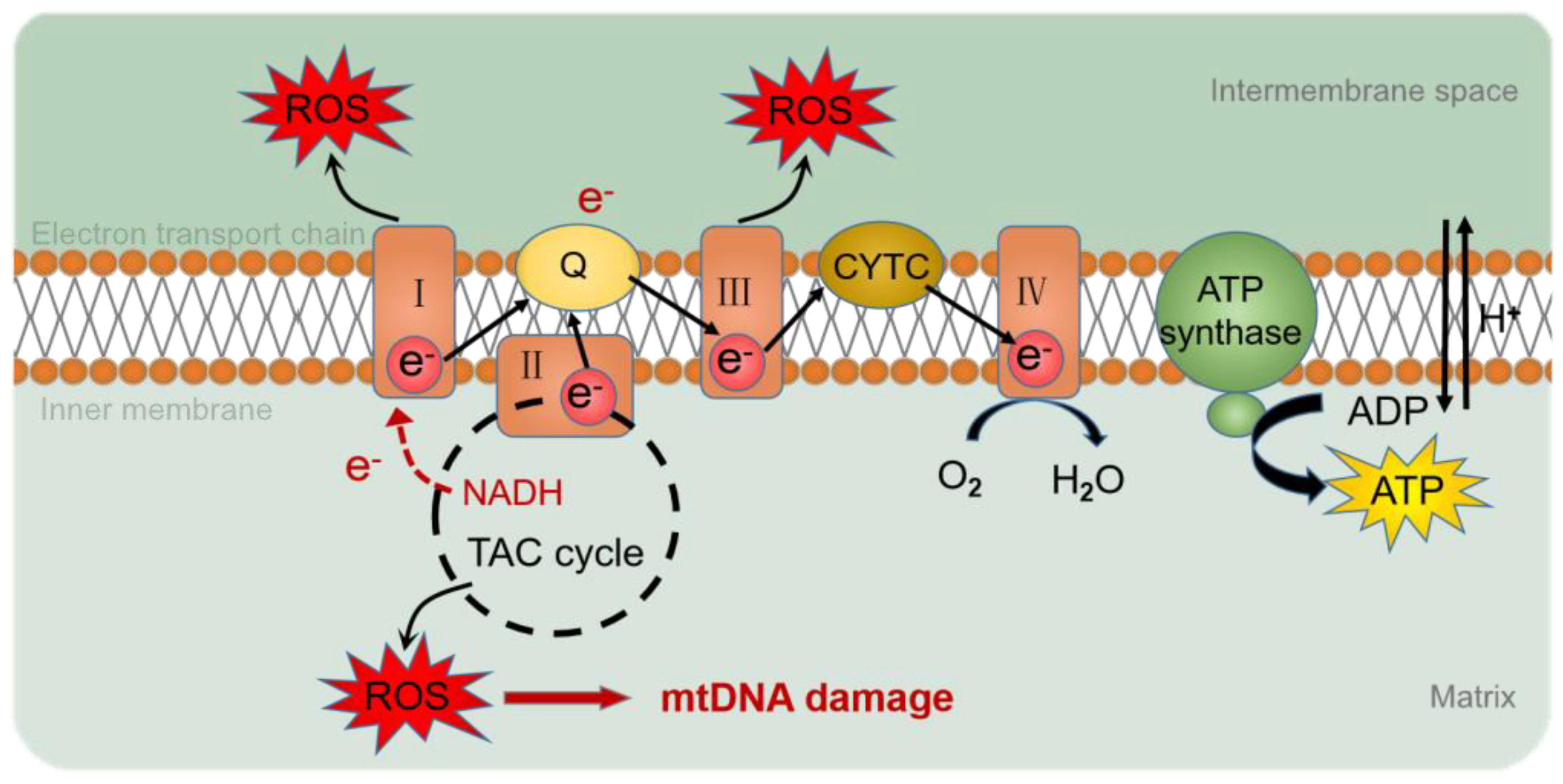 Ijms 23 09703 g003 550