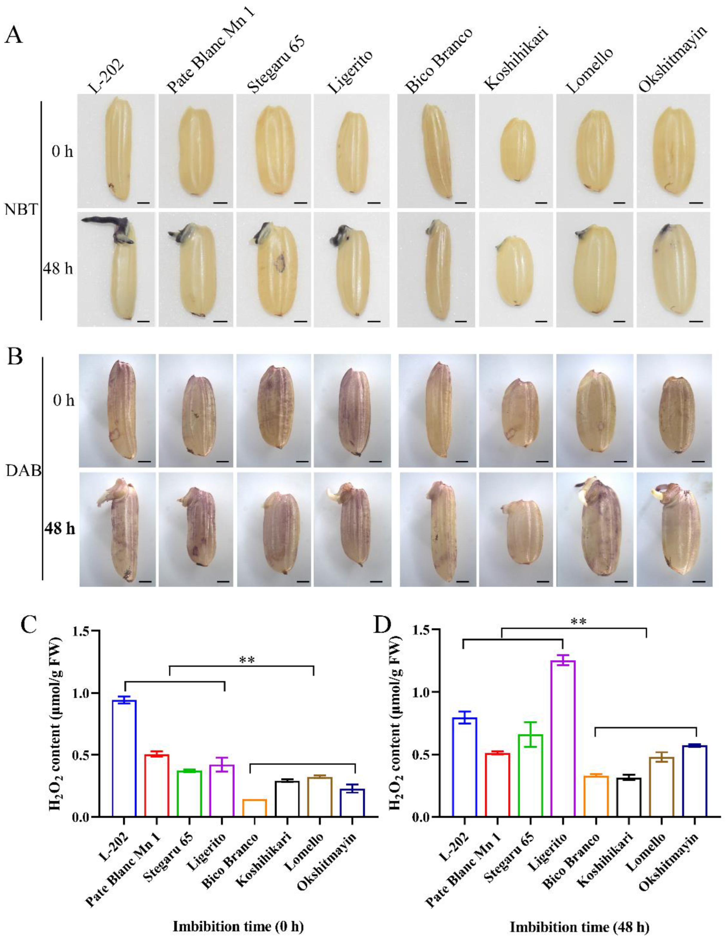 Ijms 23 09717 g005 550
