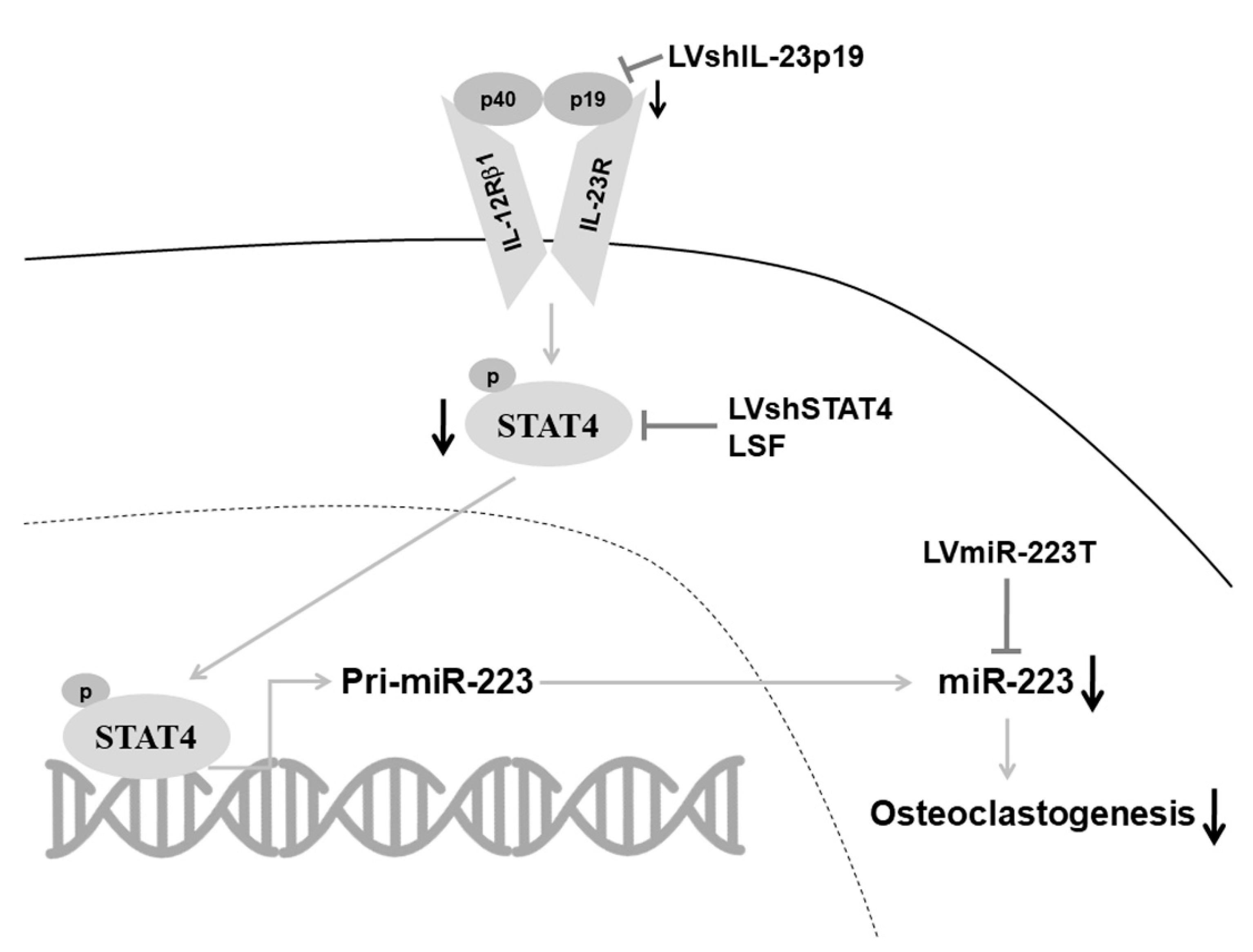 Ijms 23 09718 g004 Ijms 23 09718 g004