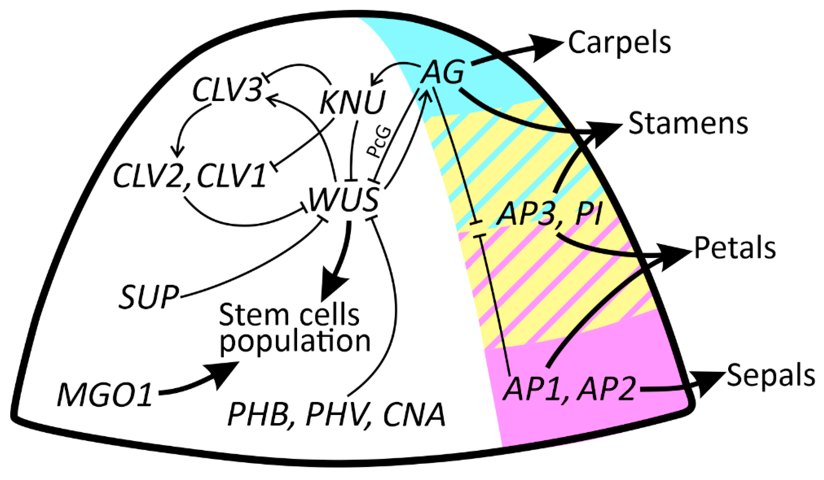 Ijms 23 09723 g002 550