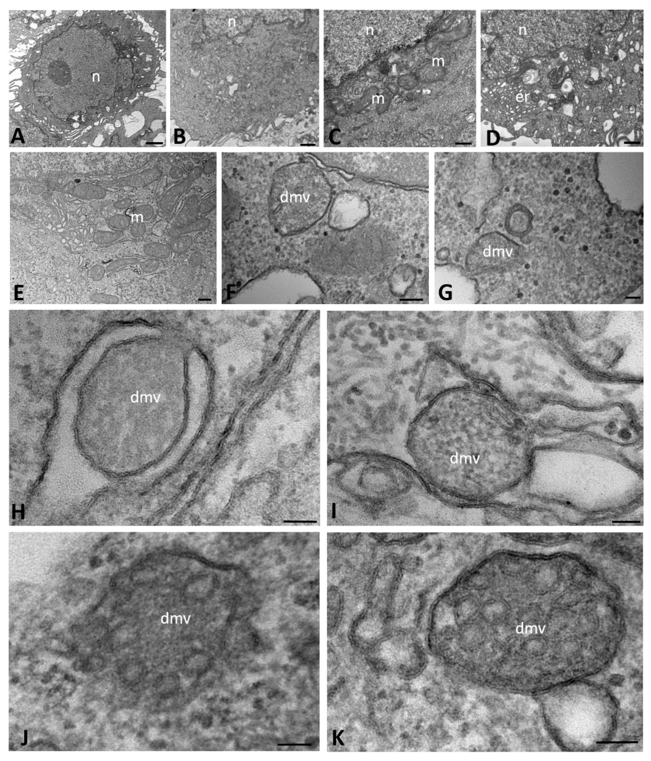 Ijms 23 09724 g001 550