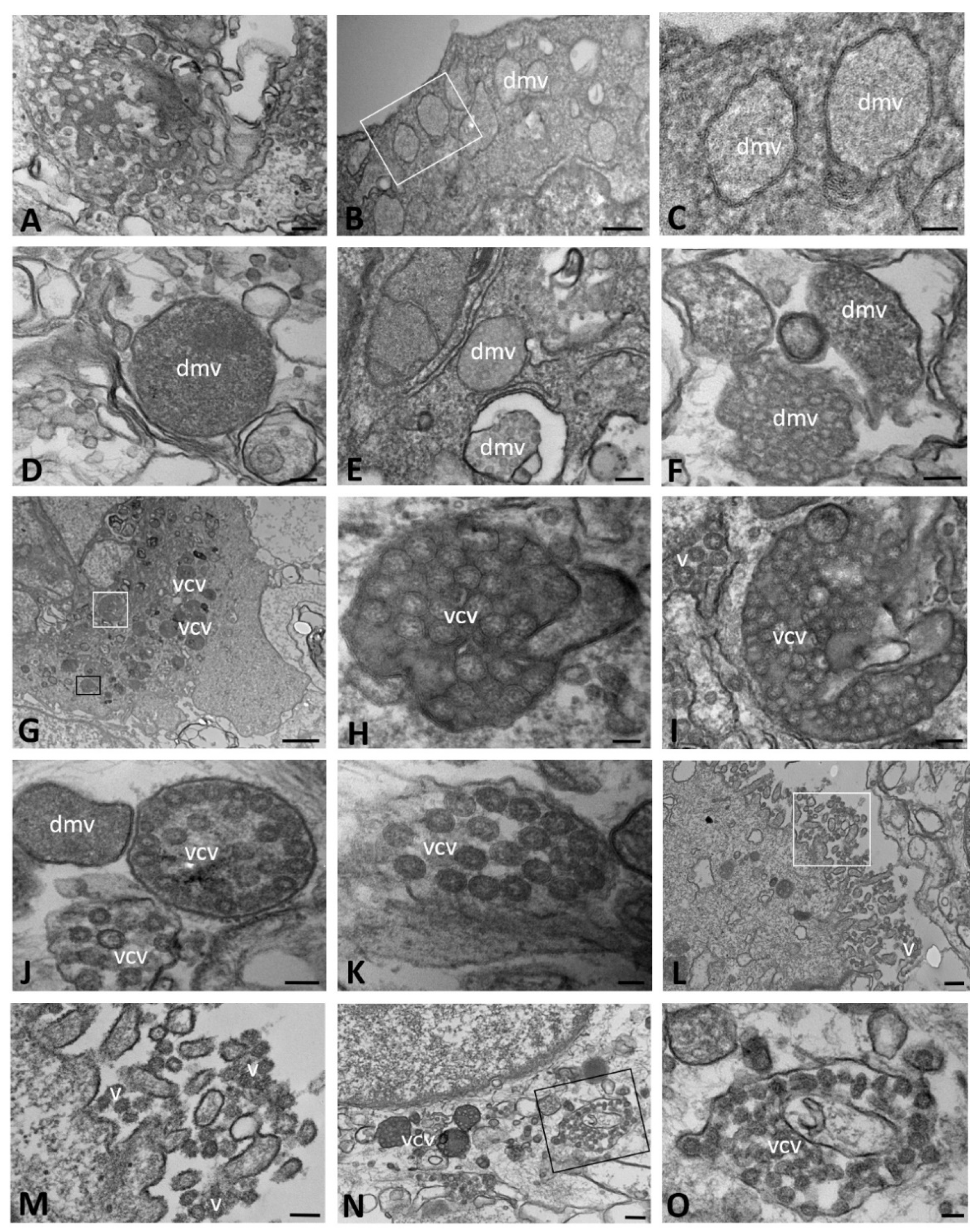 Ijms 23 09724 g002 550