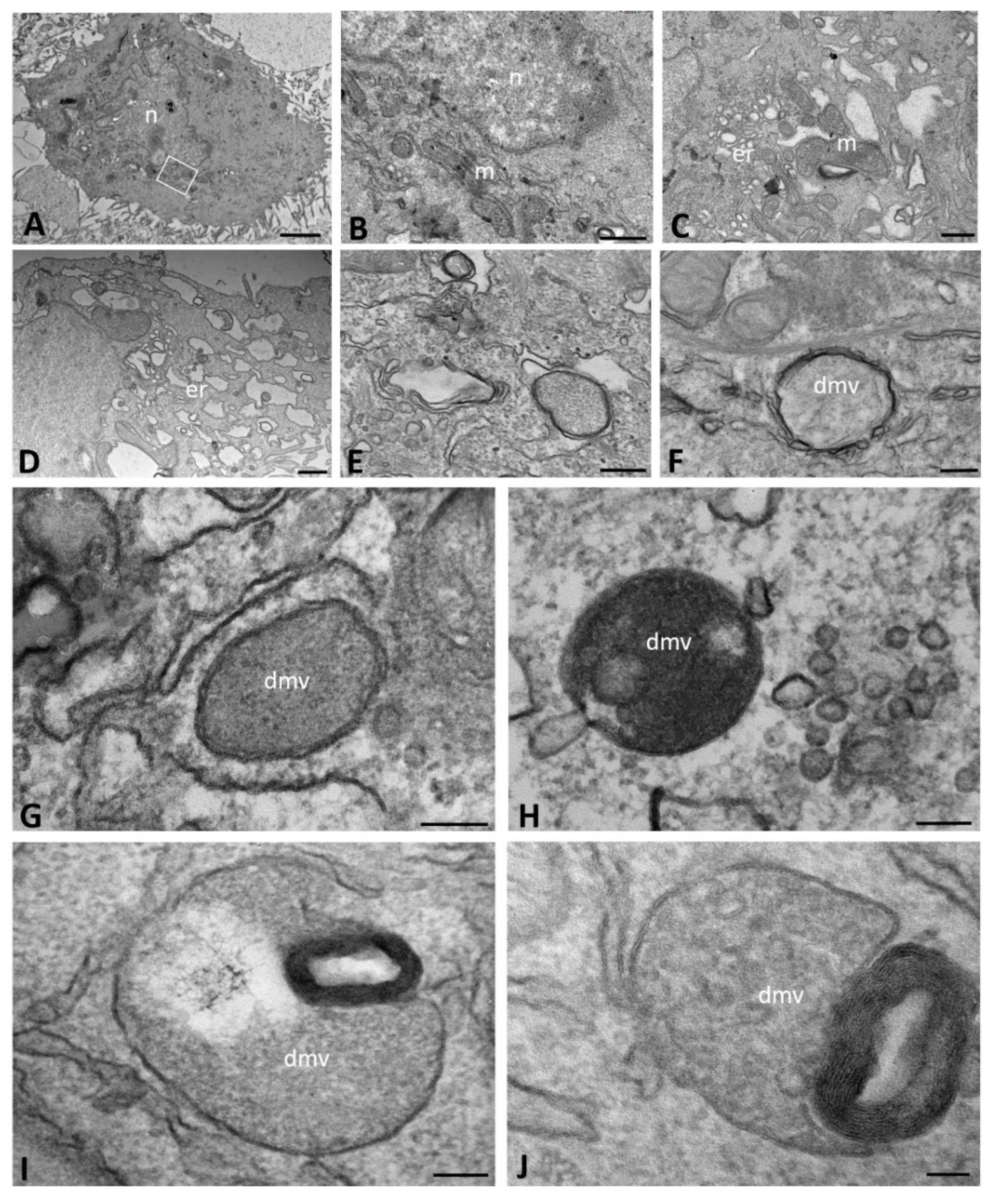 Ijms 23 09724 g004 550