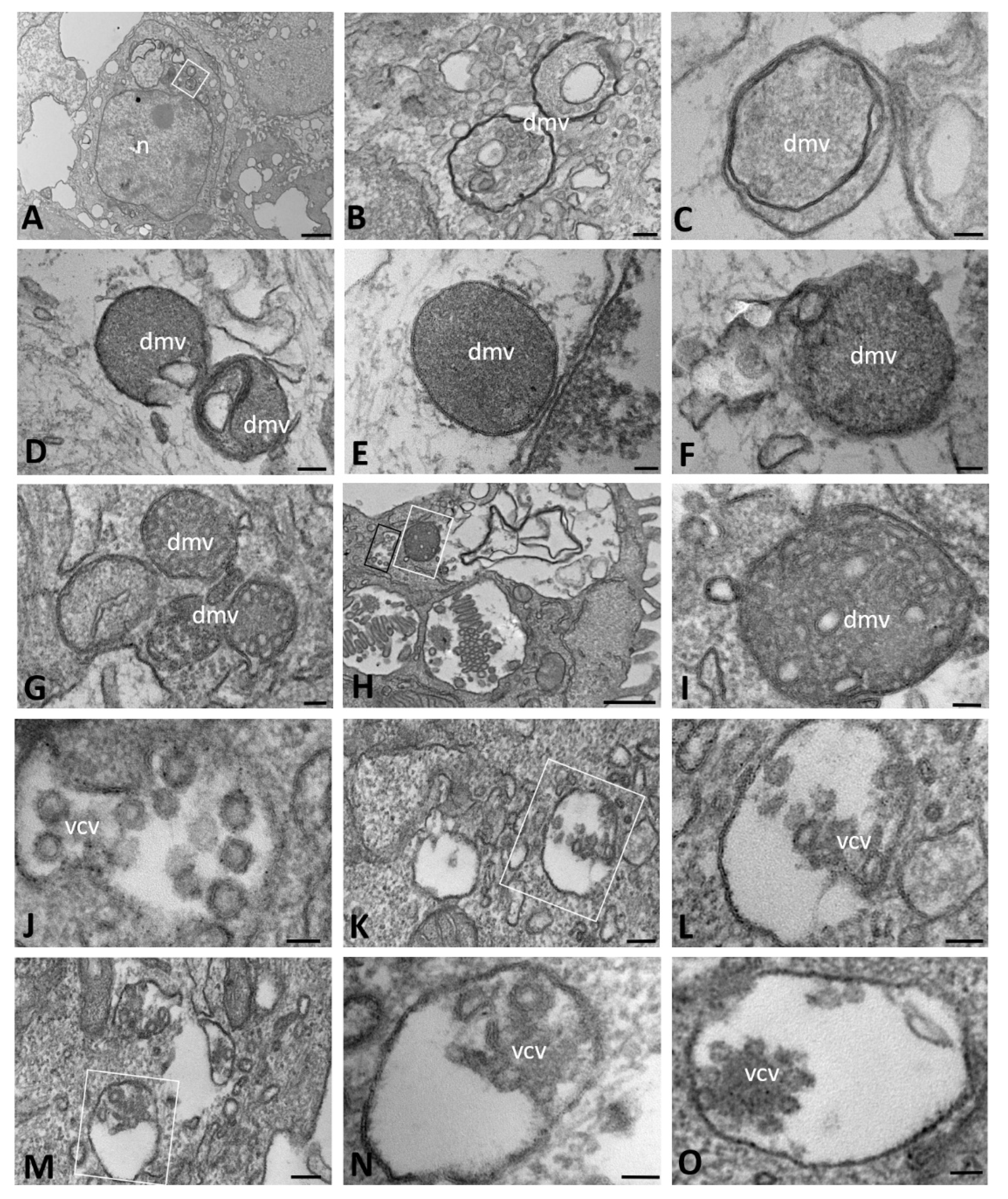 Ijms 23 09724 g005 550