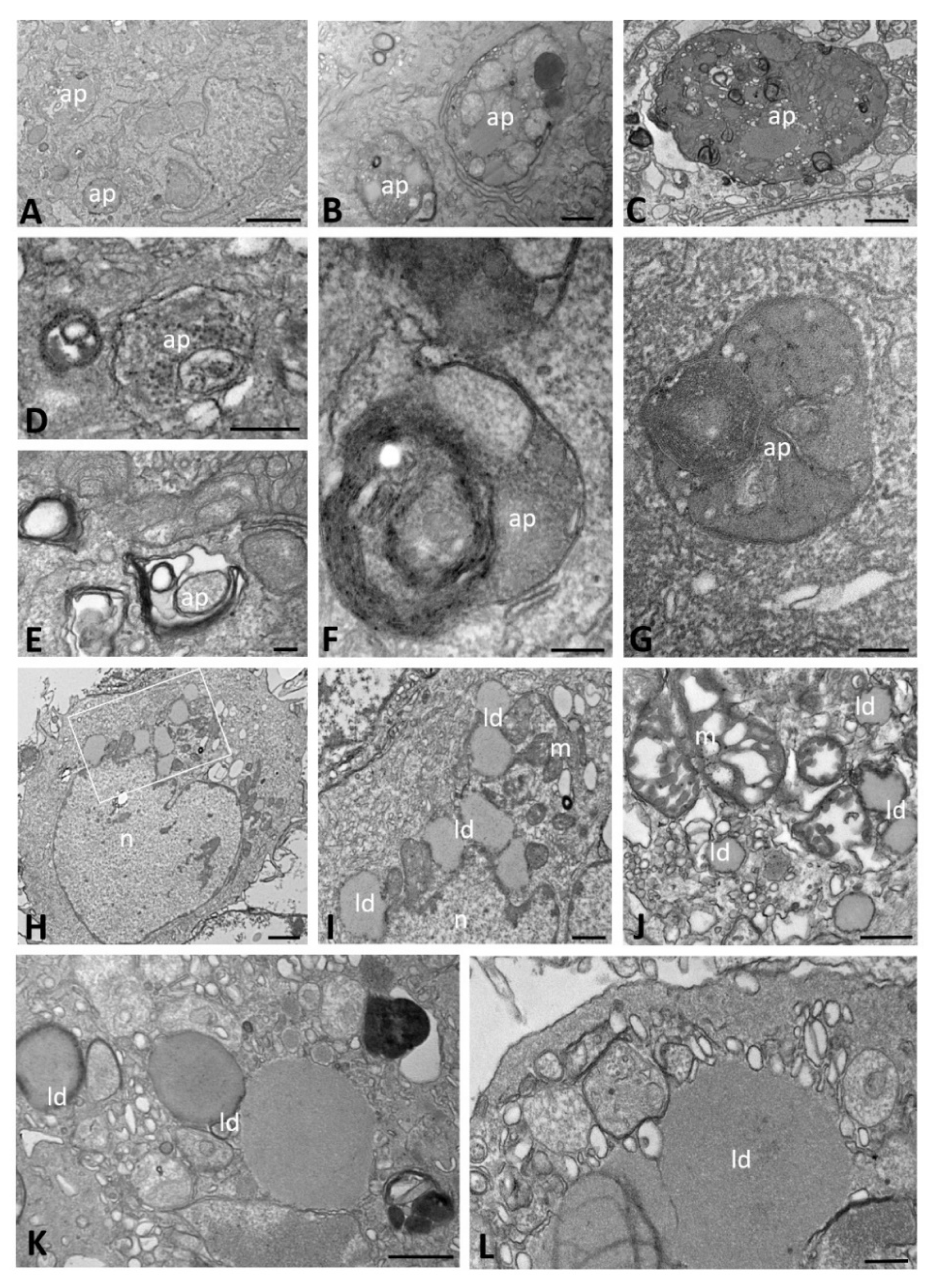 Ijms 23 09724 g006 550