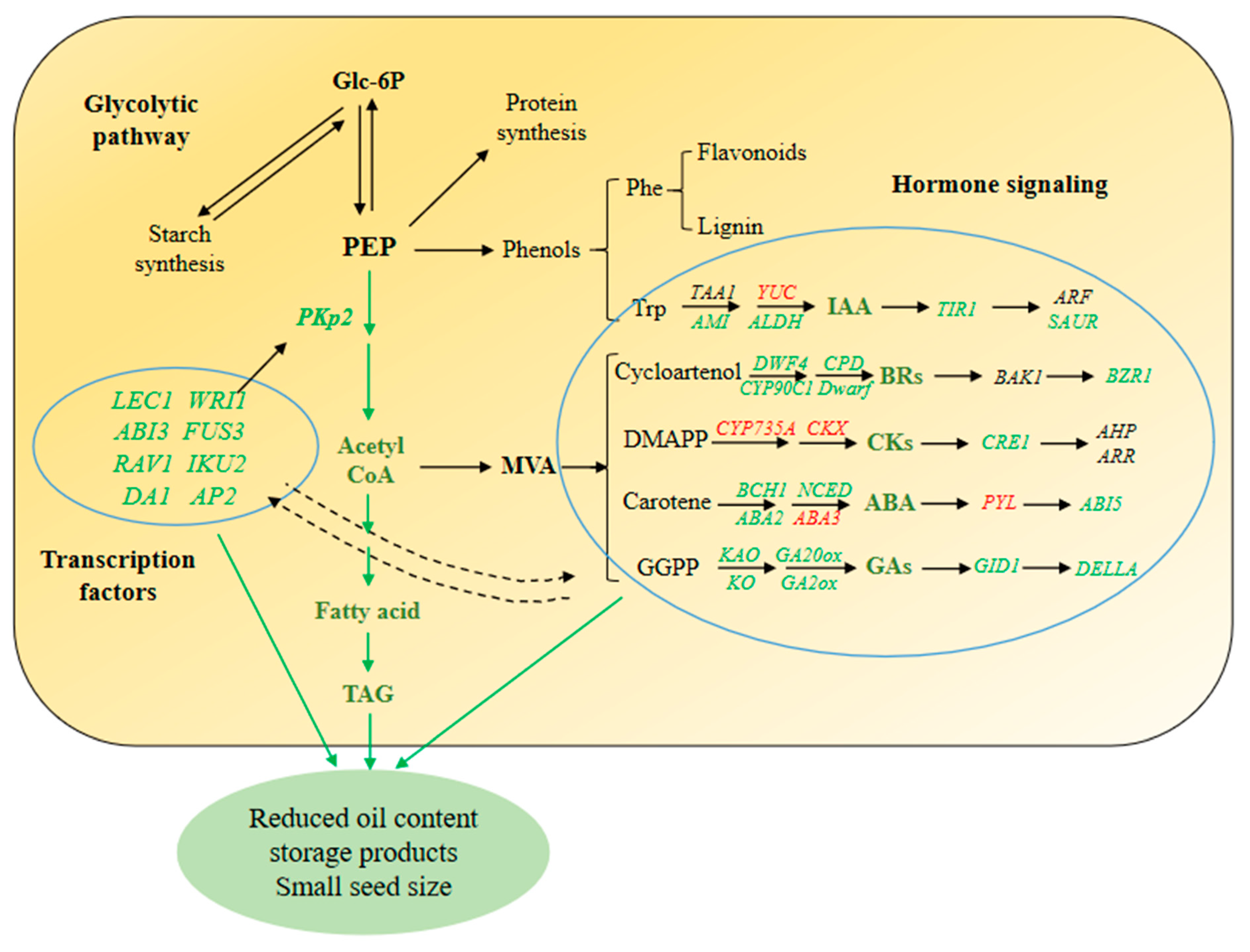 Ijms 23 09726 g009 Ijms 23 09726 g009