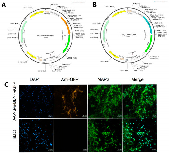 dihexa potency compared to bdnf  Could a tiny peptide actually help your brain form new Dihexa - PRAMAH / THE