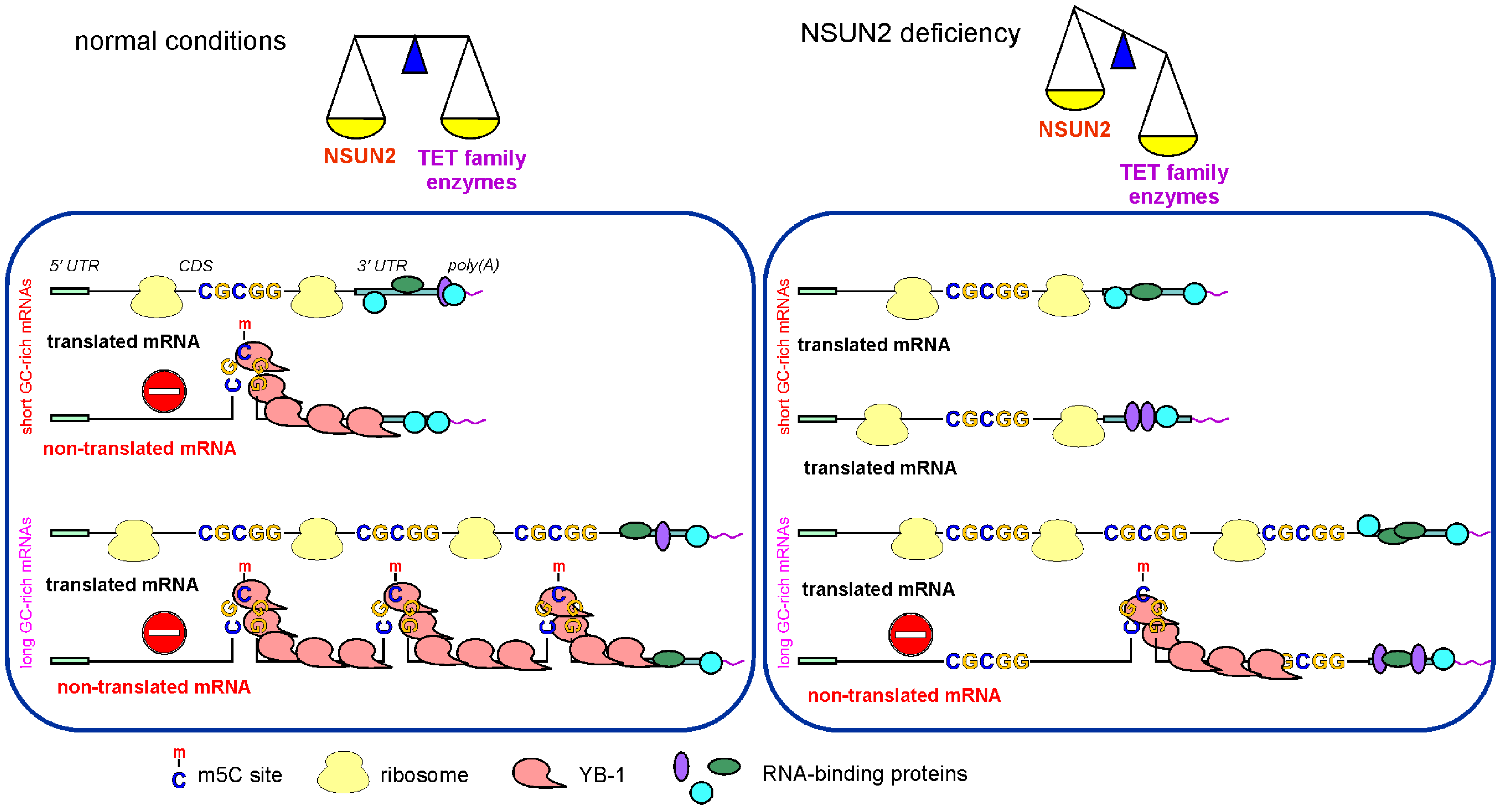 Ijms 23 09740 g009 550