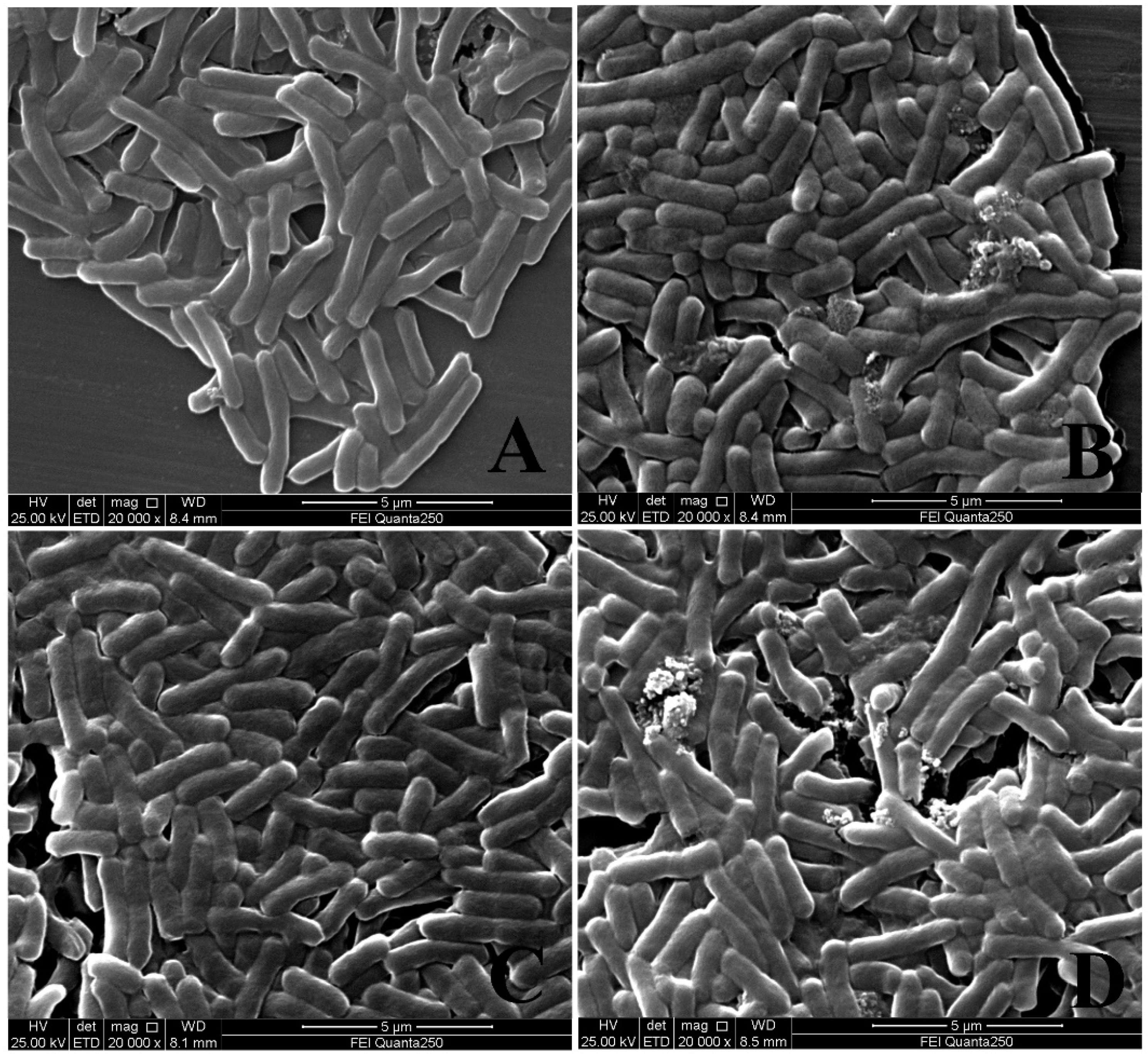 Ijms 23 09754 g002 550