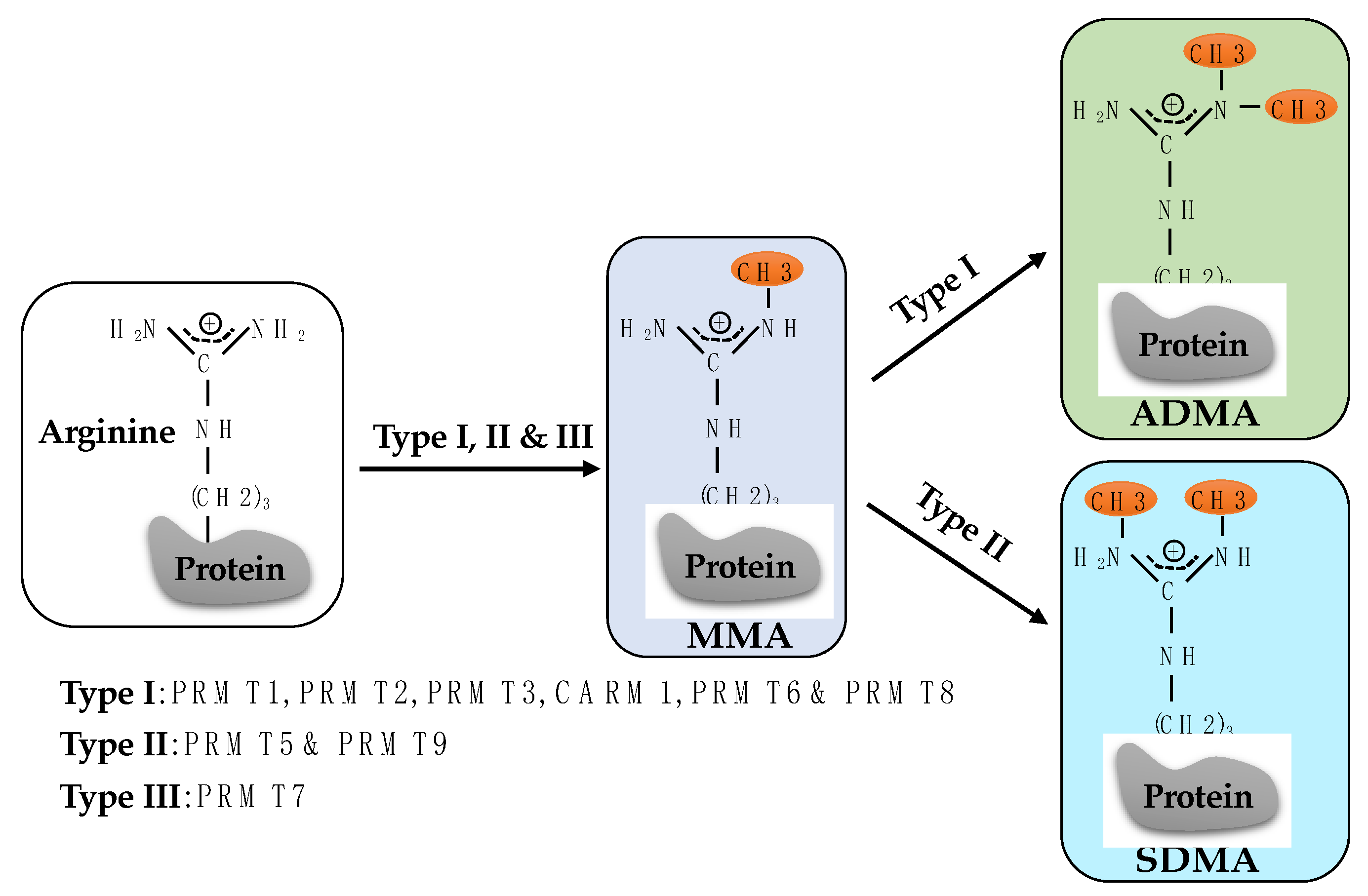 Ijms 23 09780 g001 Ijms 23 09780 g001