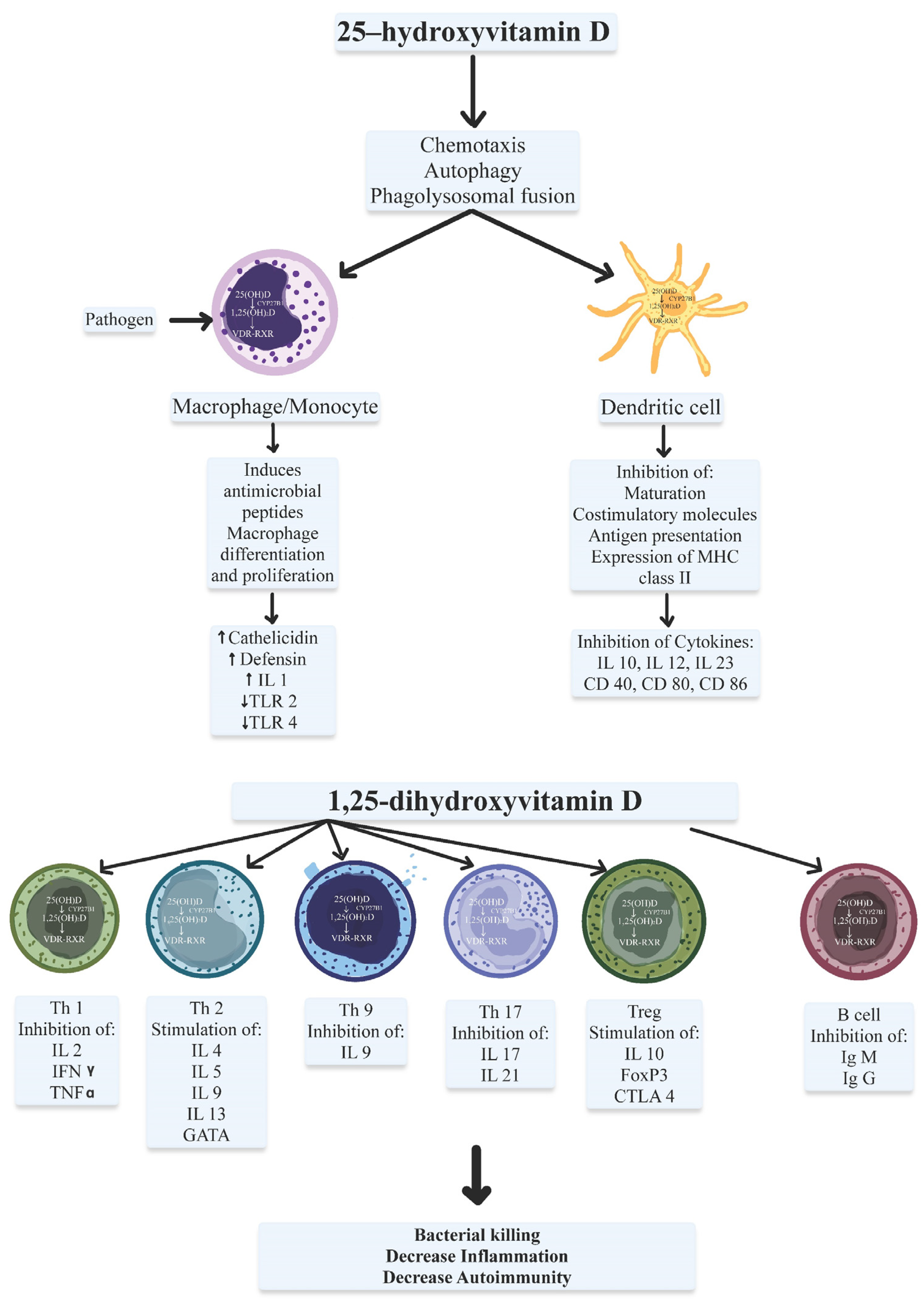 Genetic Disorders of Immune Regulation