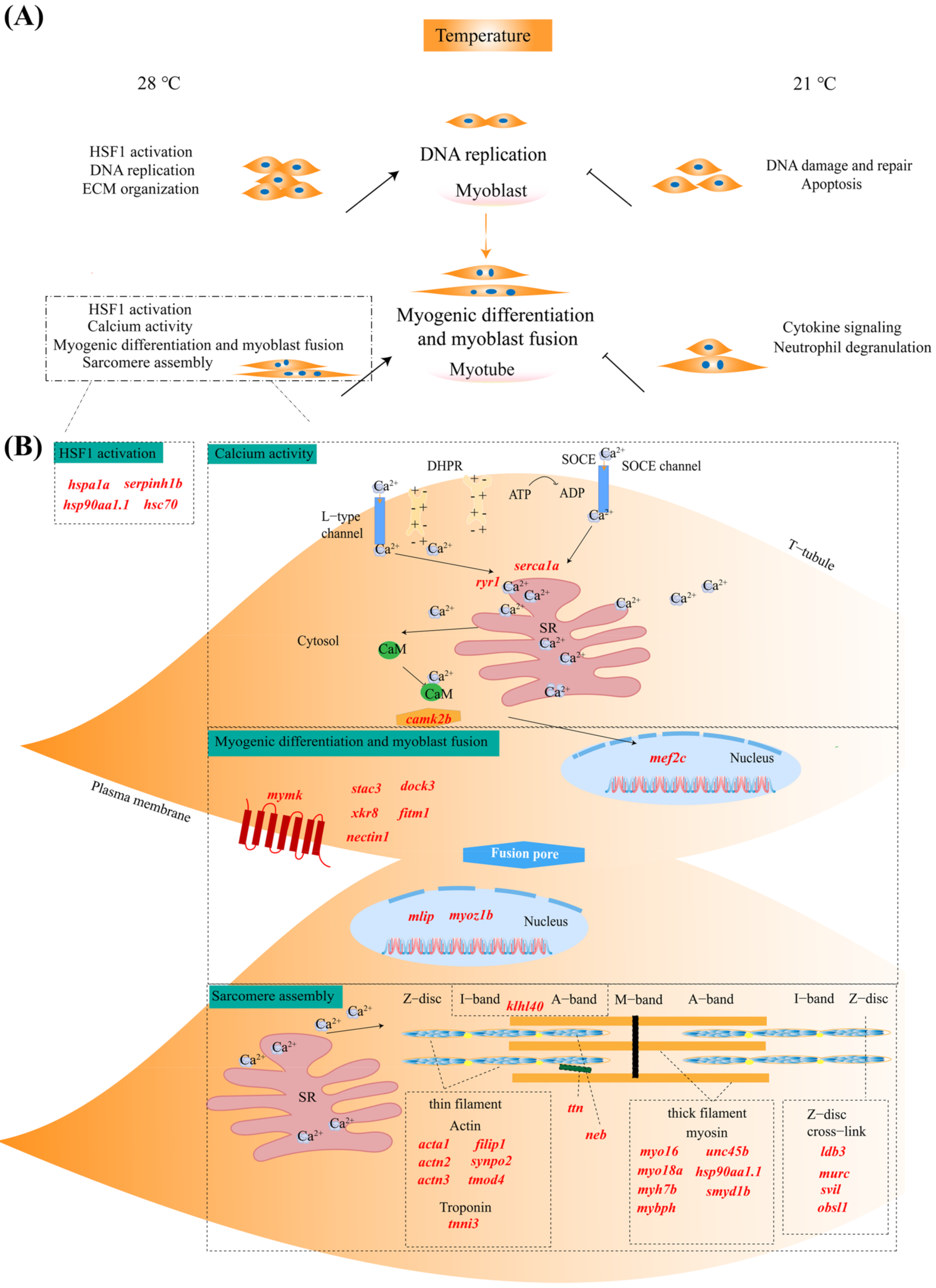Ijms 23 09812 g005 Ijms 23 09812 g005