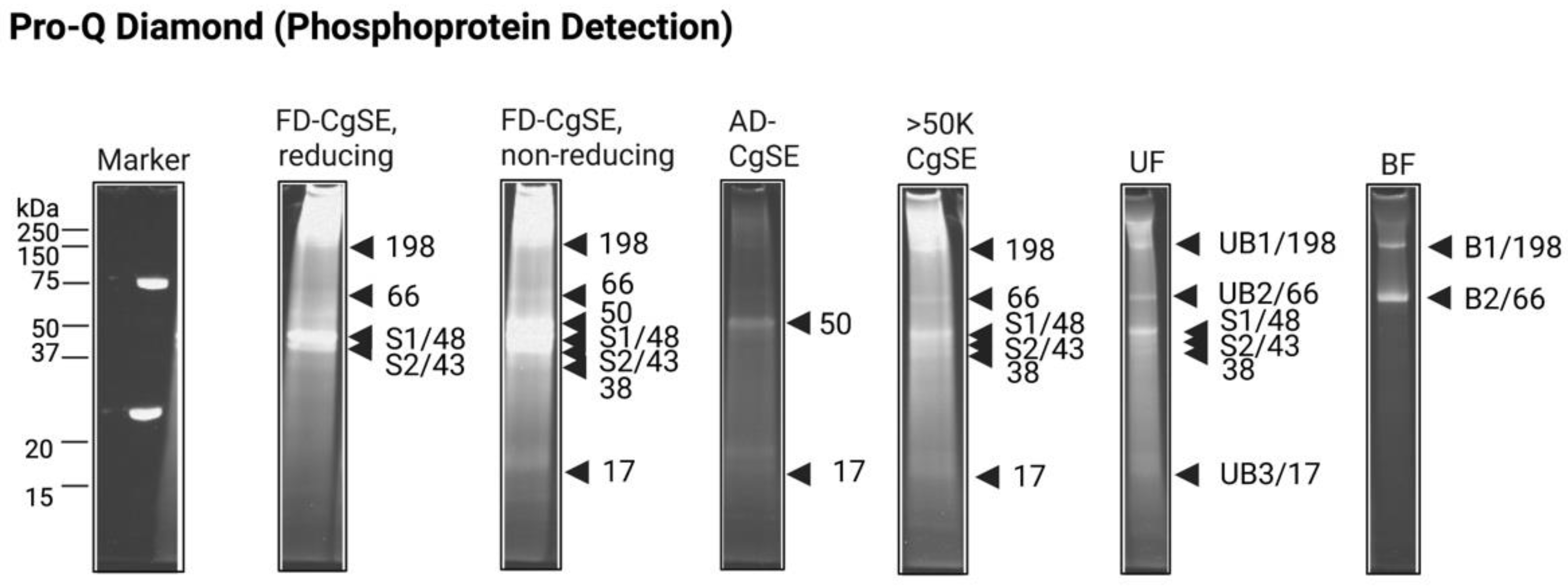 Ijms 23 09816 g003 Ijms 23 09816 g003