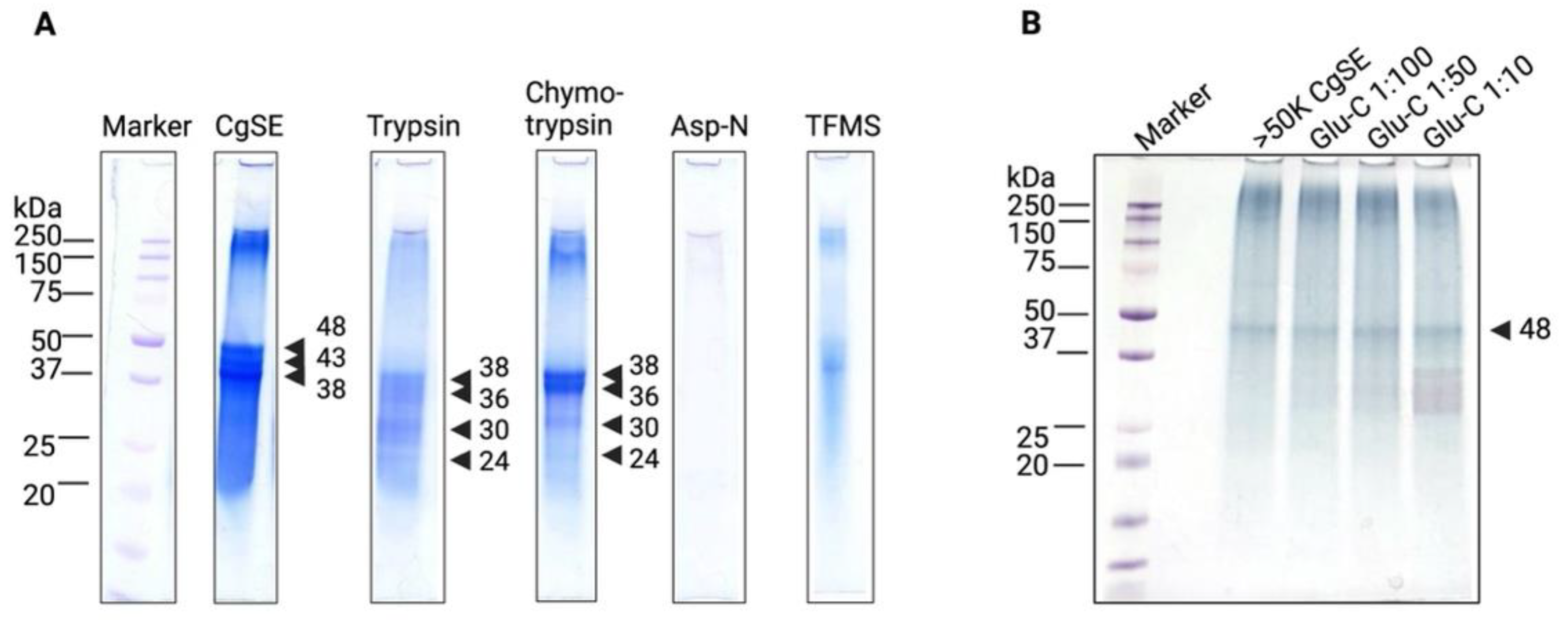 Ijms 23 09816 g004 Ijms 23 09816 g004