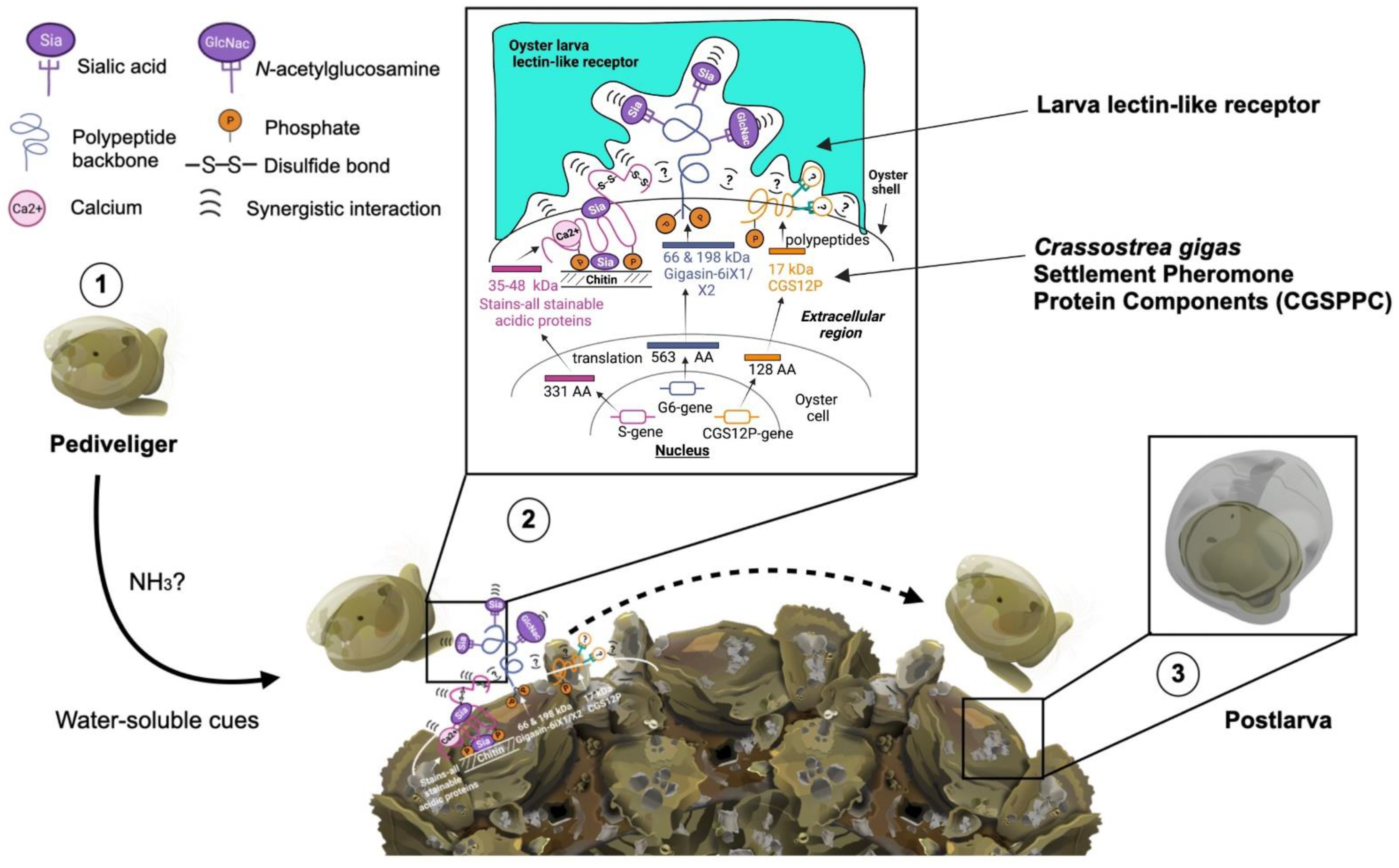 Ijms 23 09816 g007 Ijms 23 09816 g007