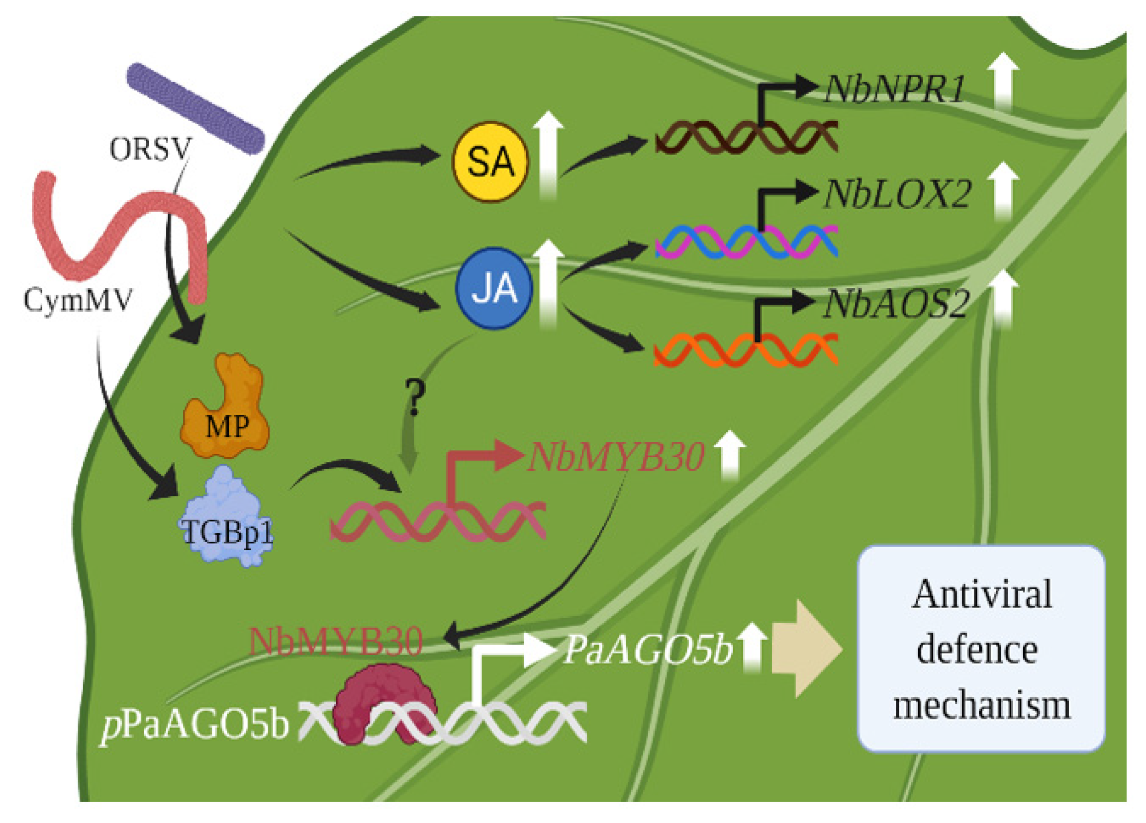Ijms 23 09825 g009 Ijms 23 09825 g009