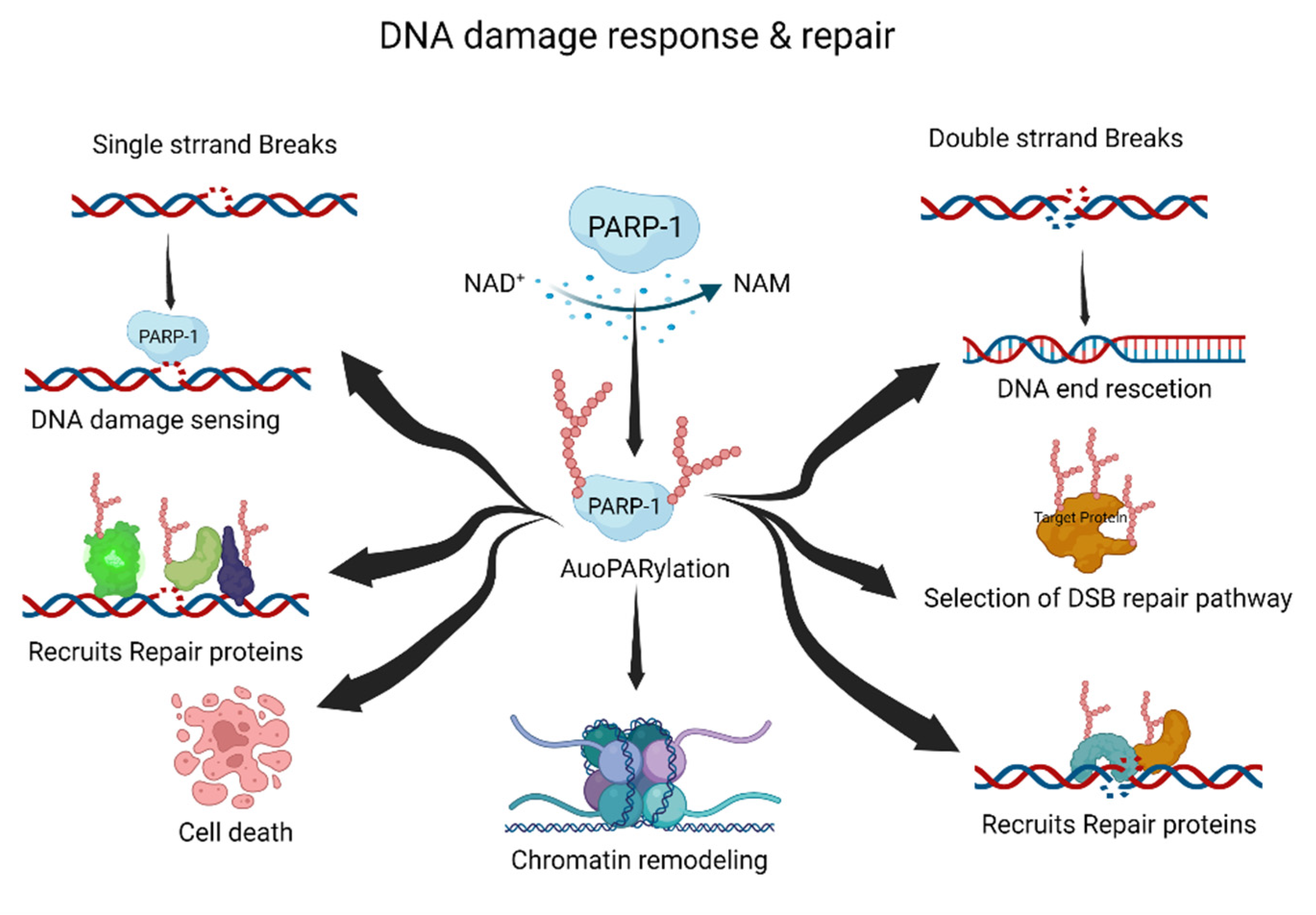 Ijms 23 09826 g001 Ijms 23 09826 g001