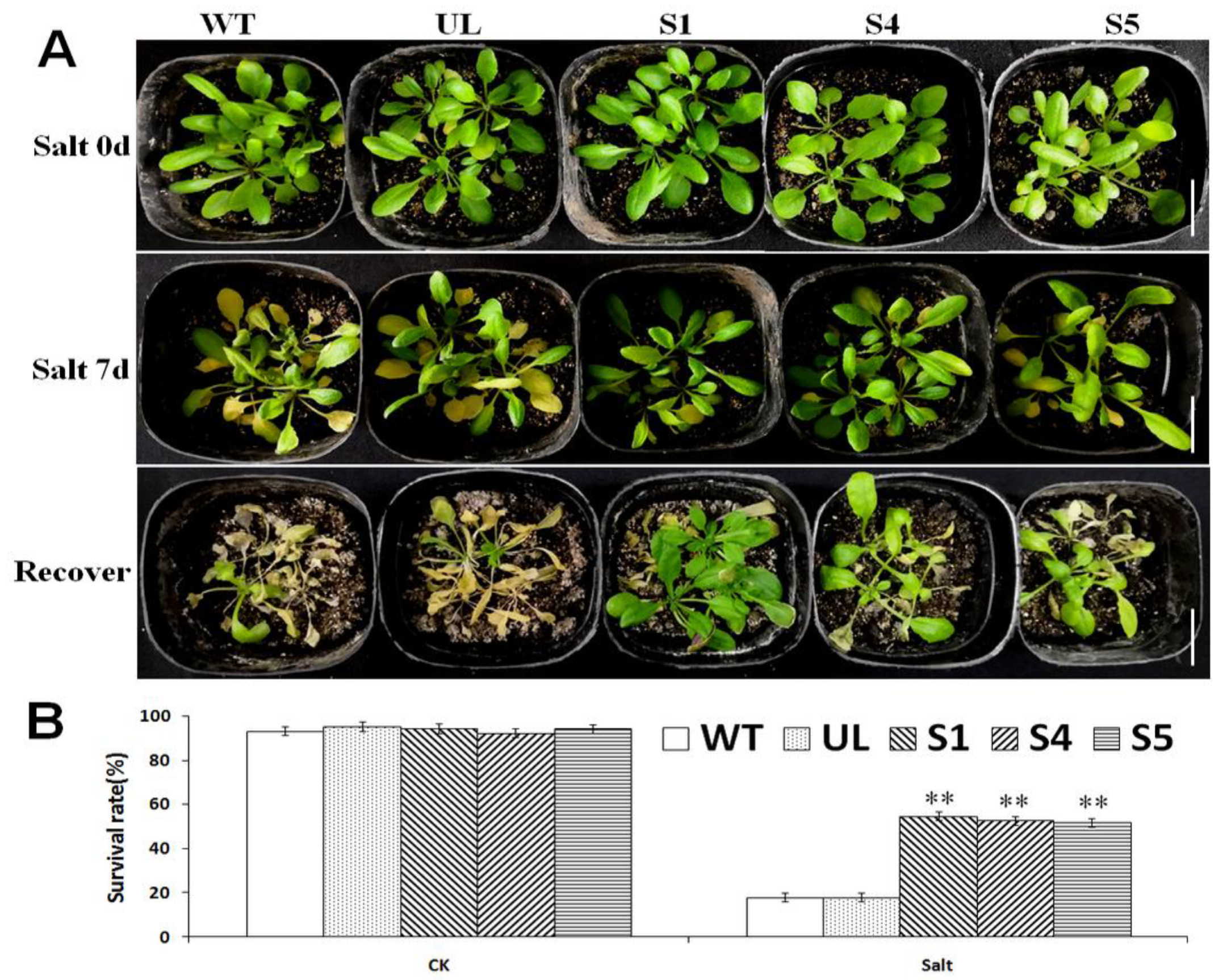 Ijms 23 09827 g007 550