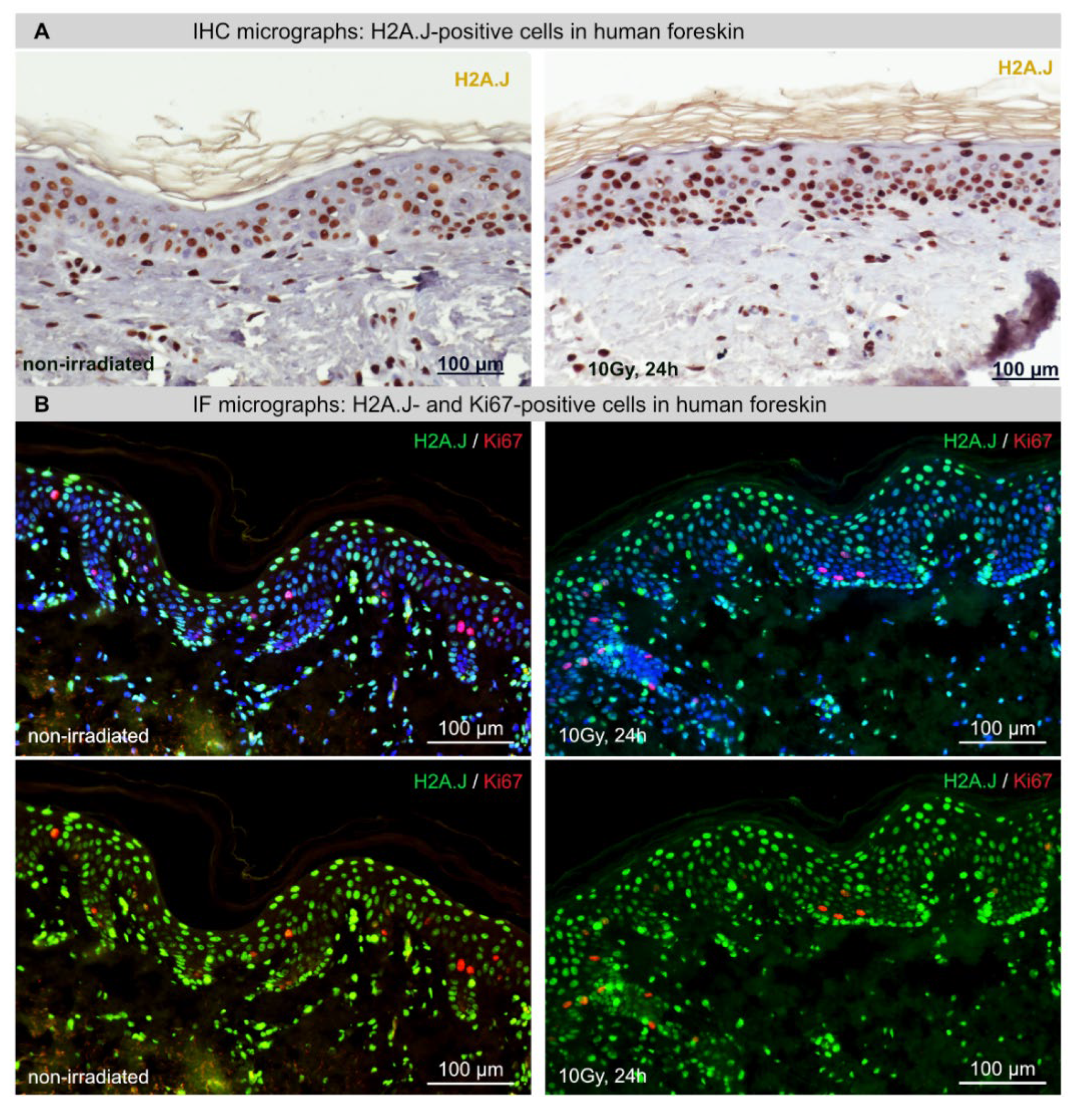 Ijms 23 09830 g001a 550