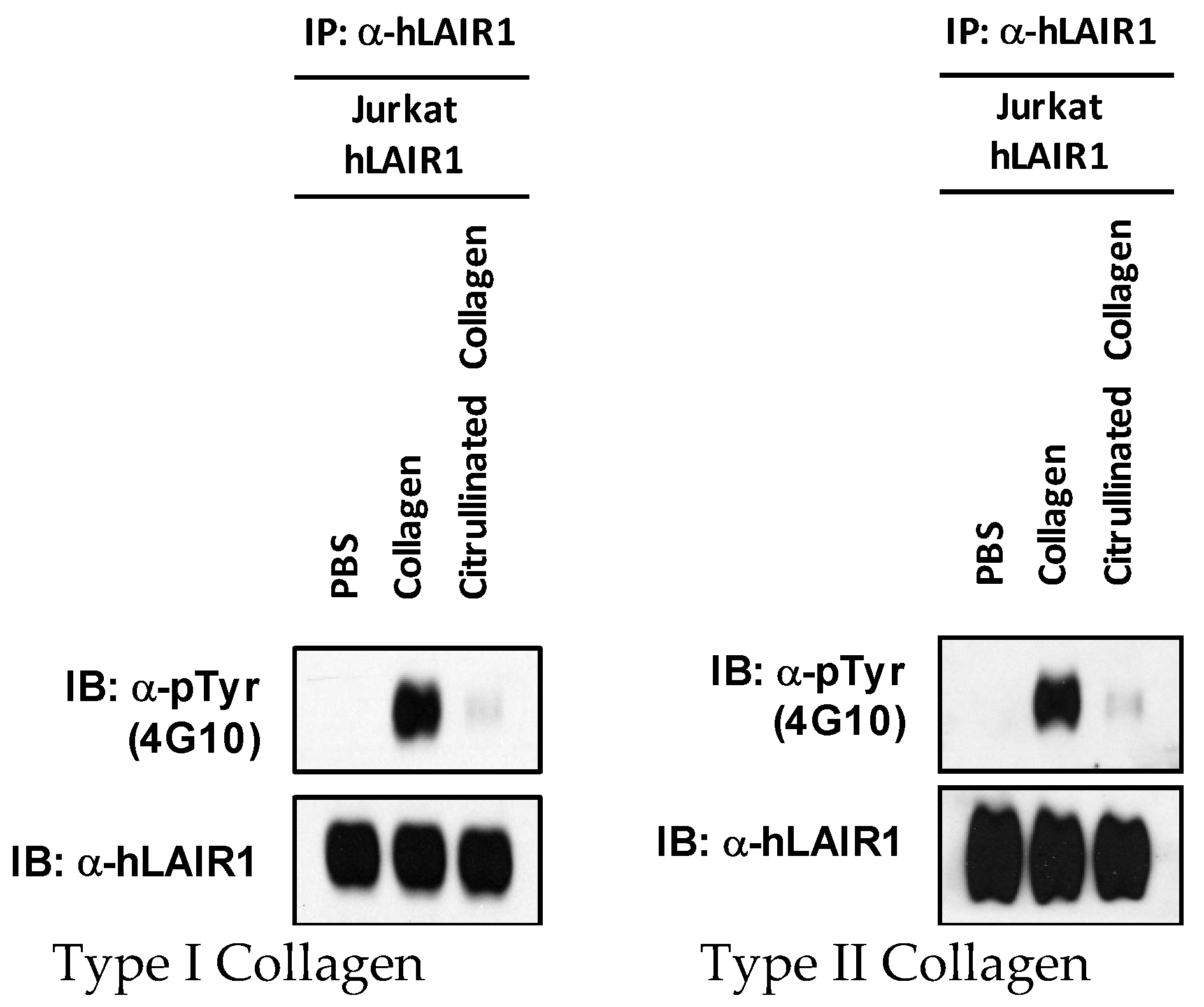 Ijms 23 09833 g004 550