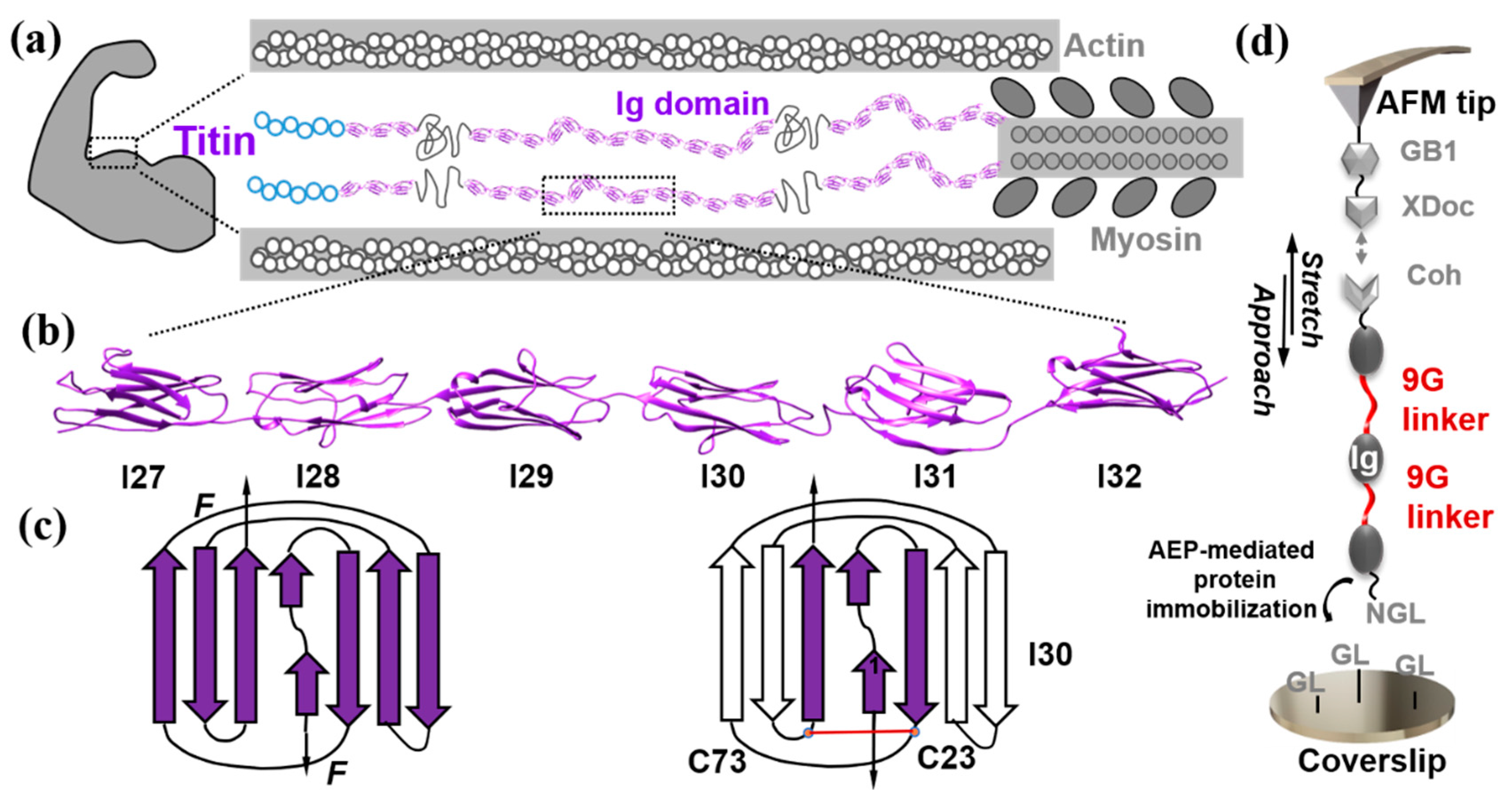 Ijms 23 09836 g001 Ijms 23 09836 g001