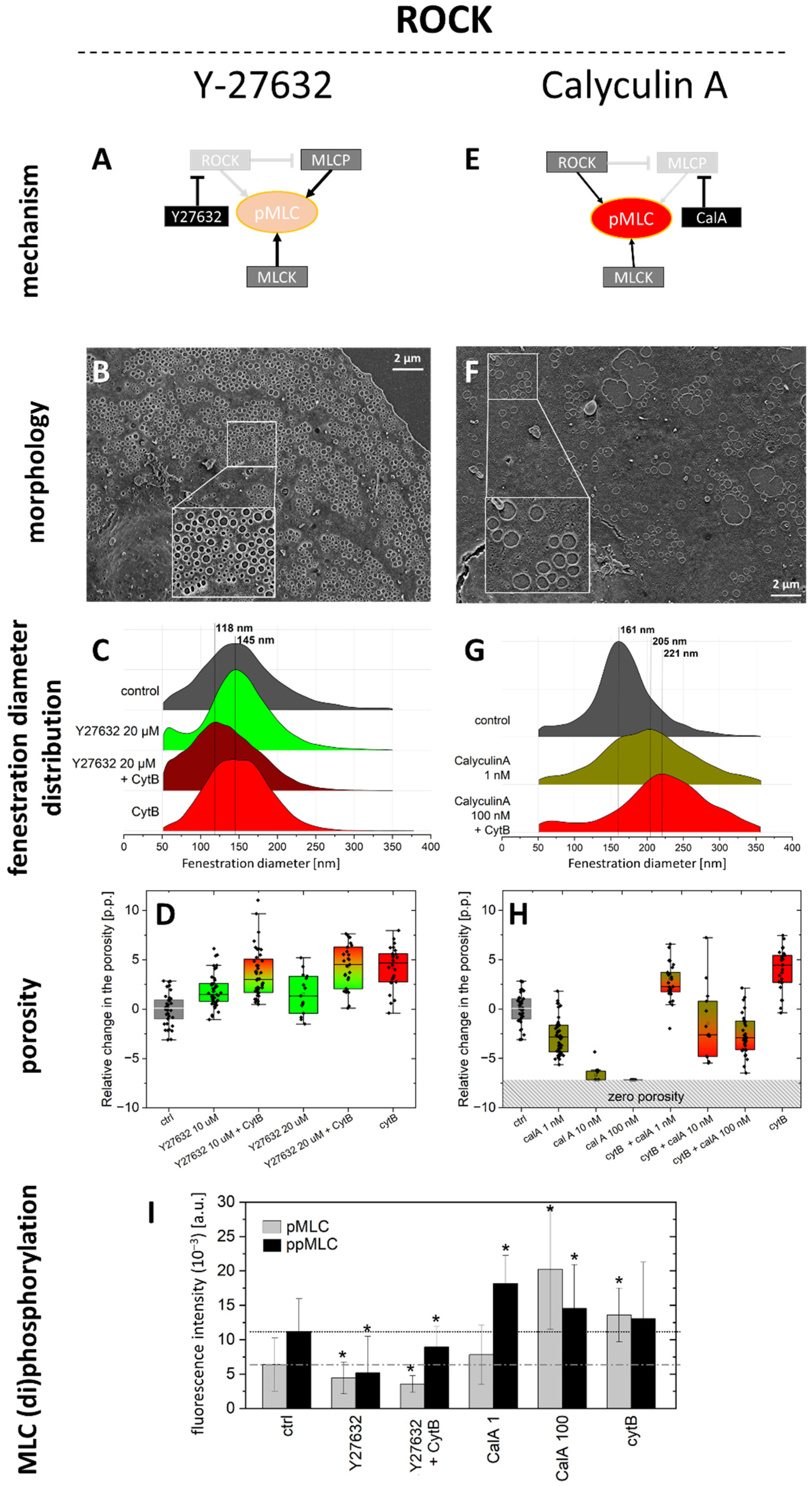 Ijms 23 09850 g002 550