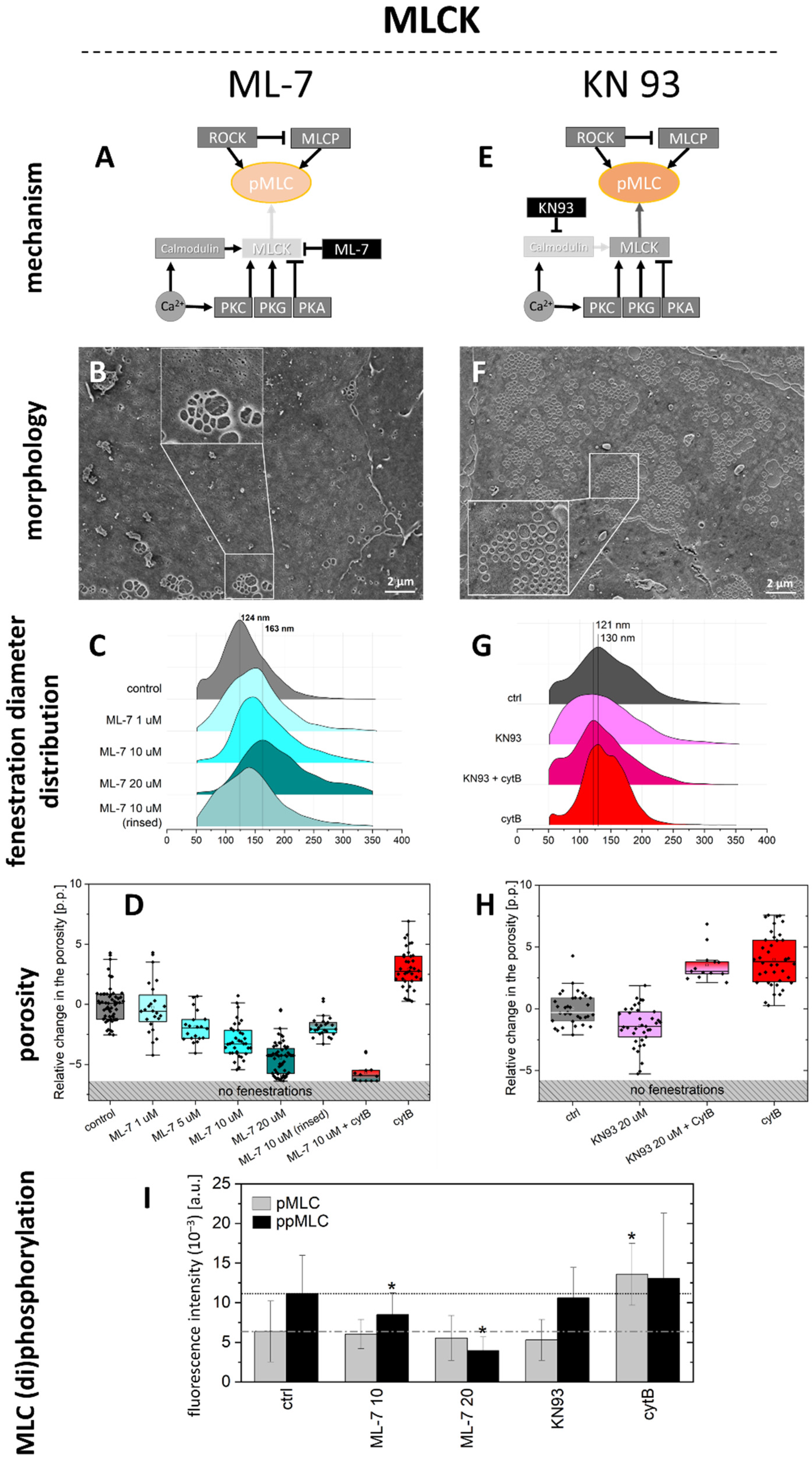 Ijms 23 09850 g004 550