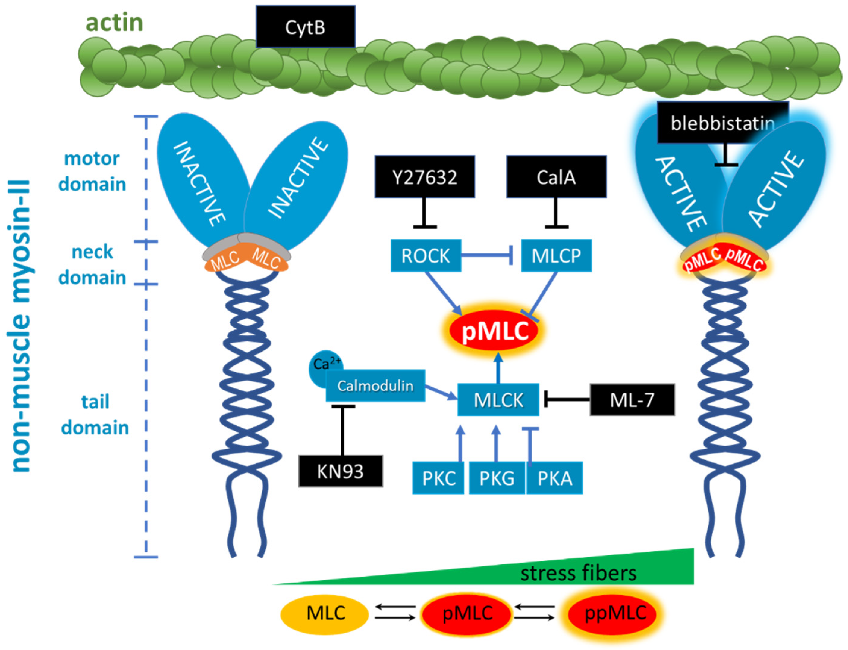Ijms 23 09850 g008 550