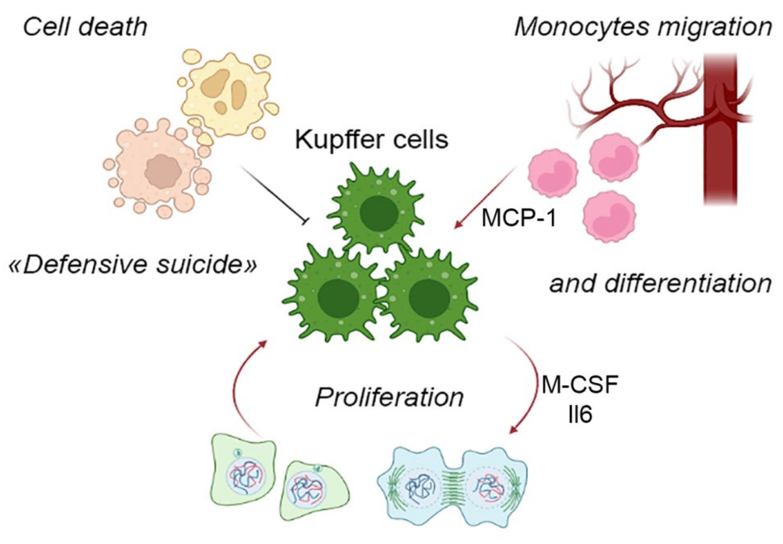 Origin of monocytes and macrophages in a committed progenitor