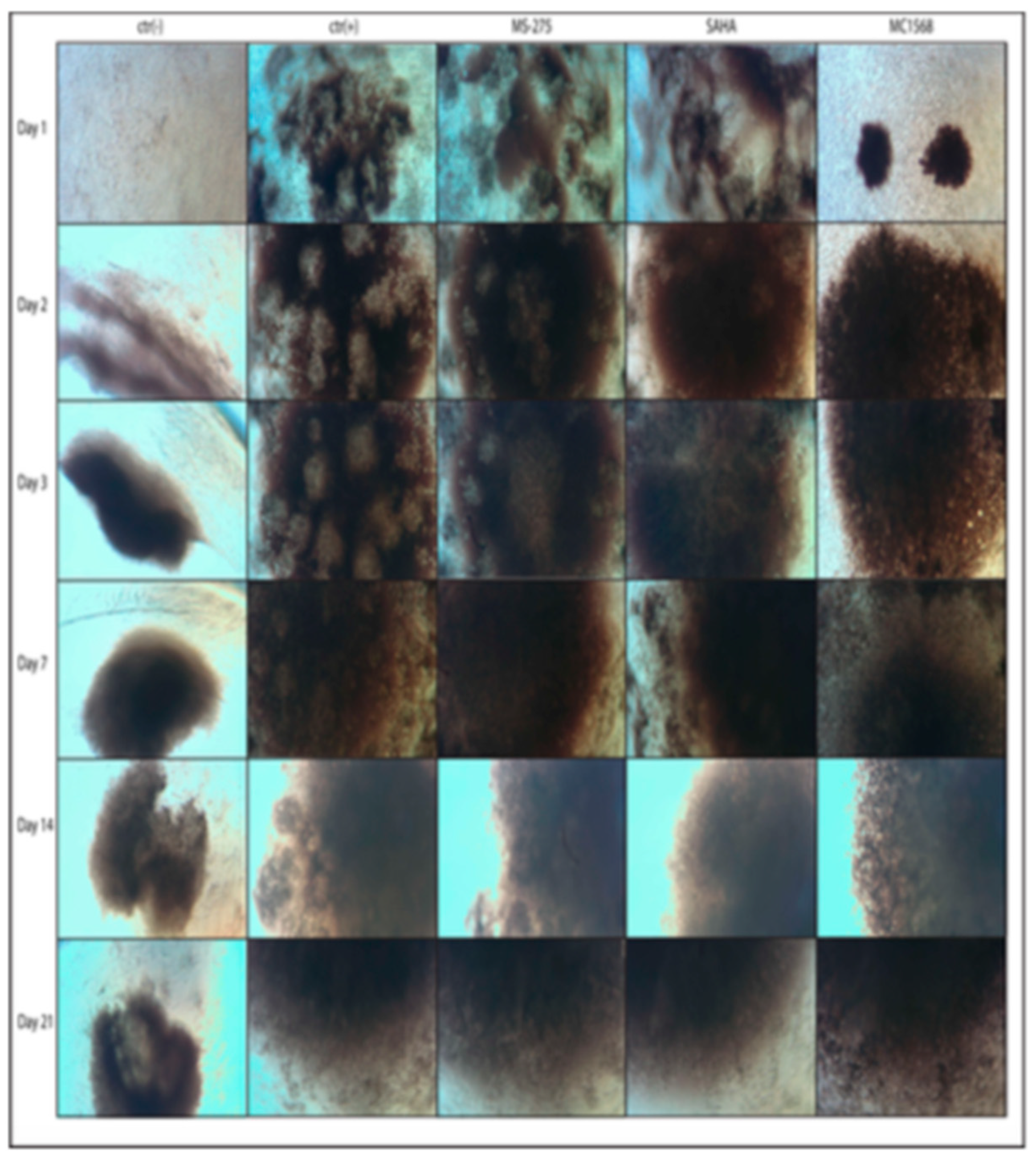 Ijms 23 09870 g001 550