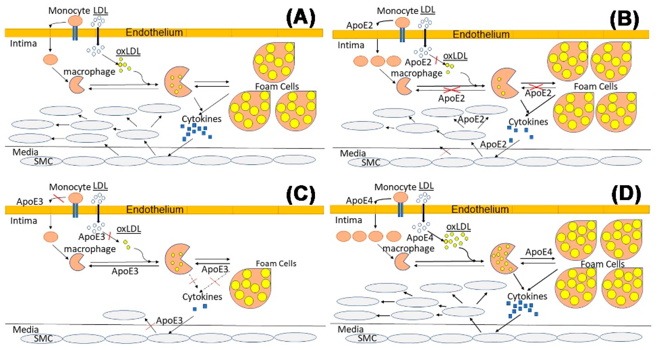 Ijms 23 09892 g002 550